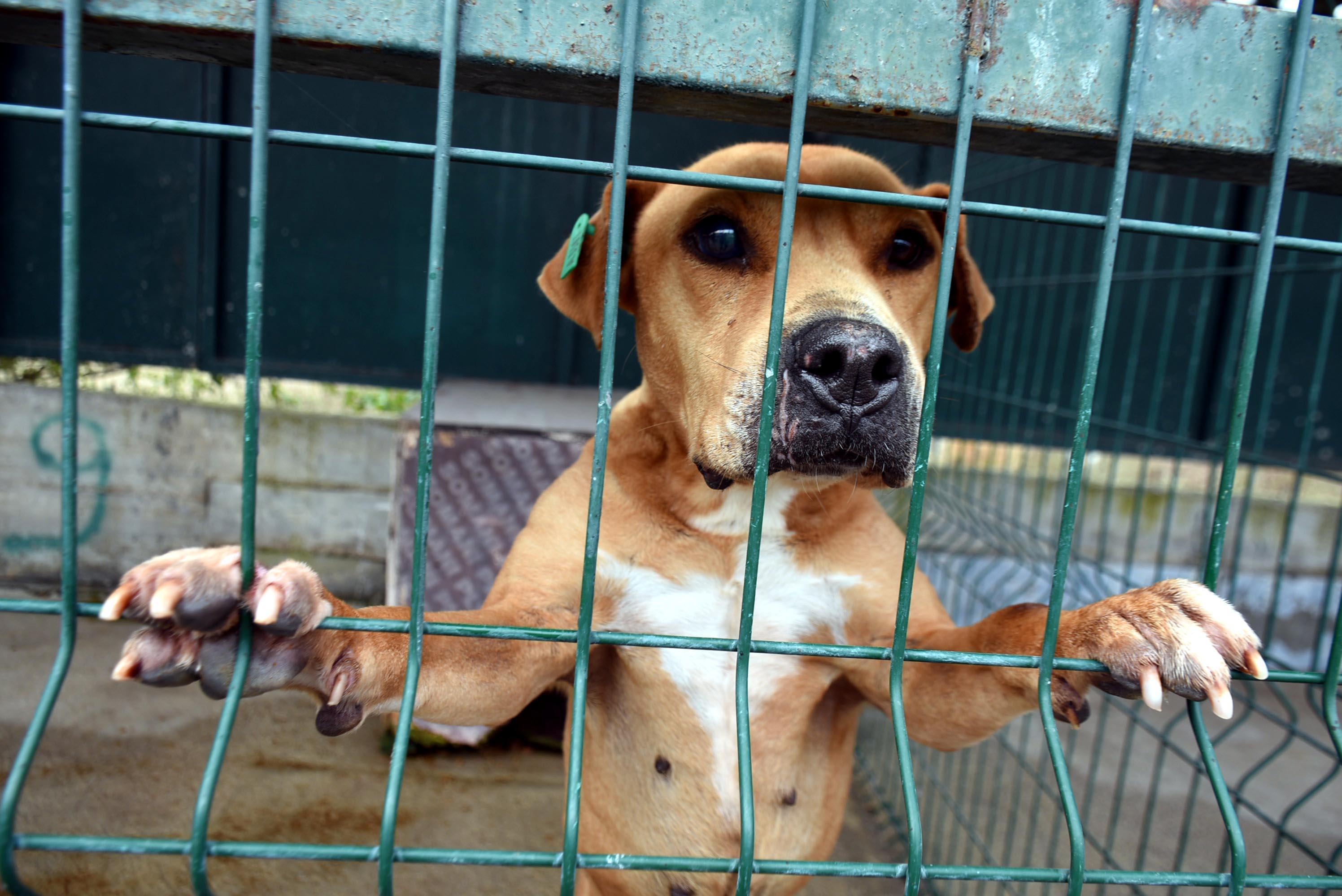 Edirnenin yasaklı ırk köpekleri ömür boyu barınak mahkumu