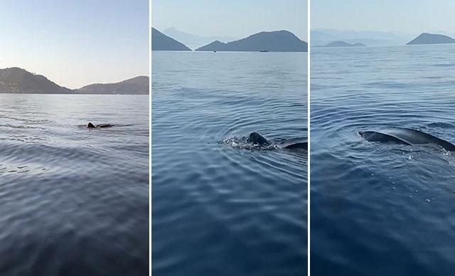 Deri sırtlı deniz kaplumbağası Türkiye kıyılarında ilk defa canlı görüntülendi