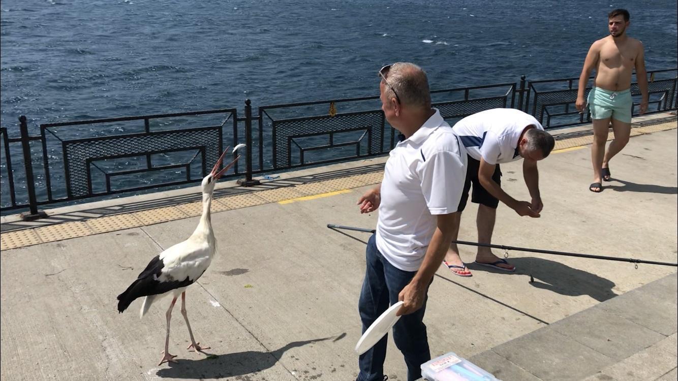 İstanbul Boğazının Yareni