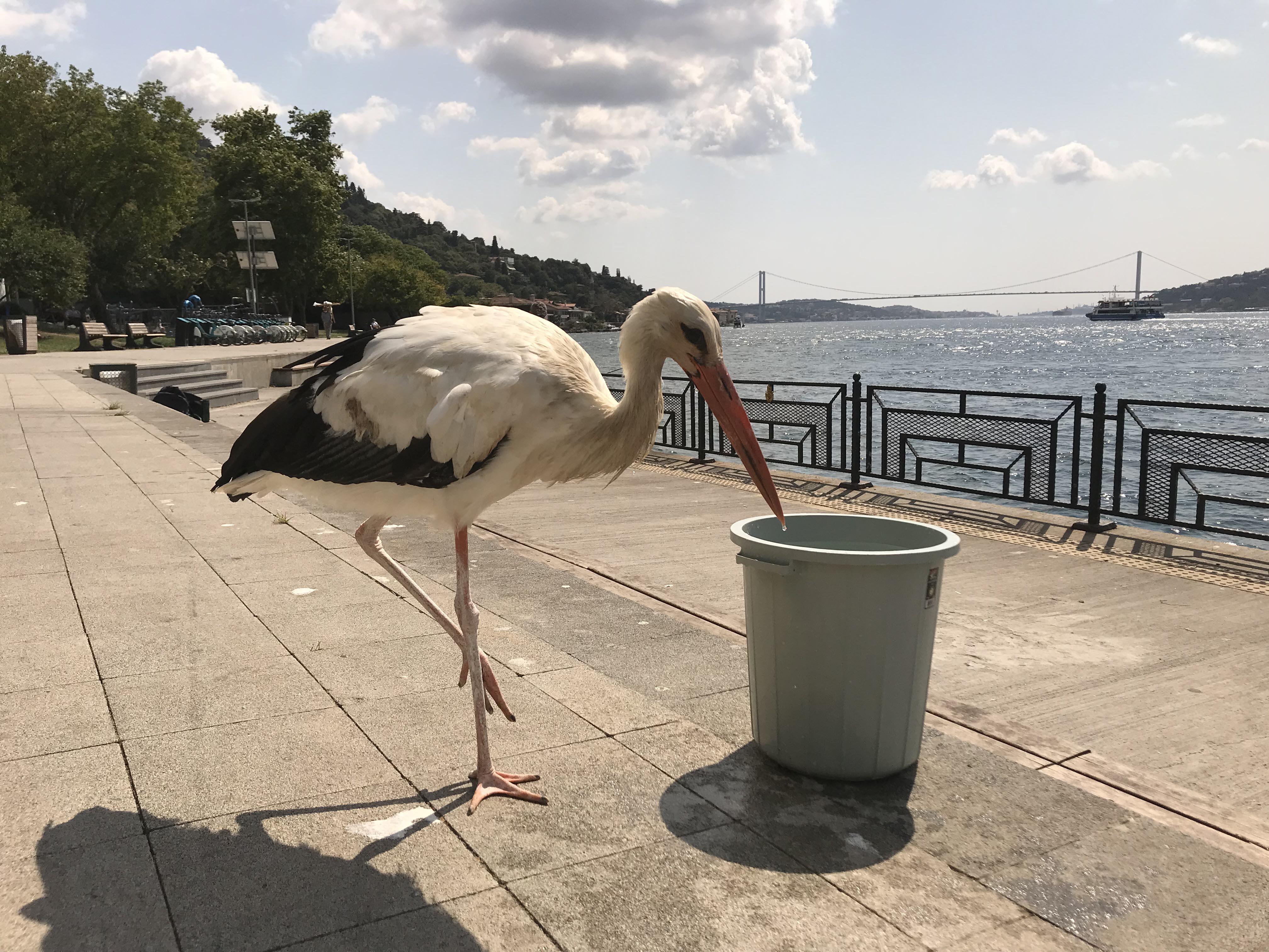 İstanbul Boğazının Yareni