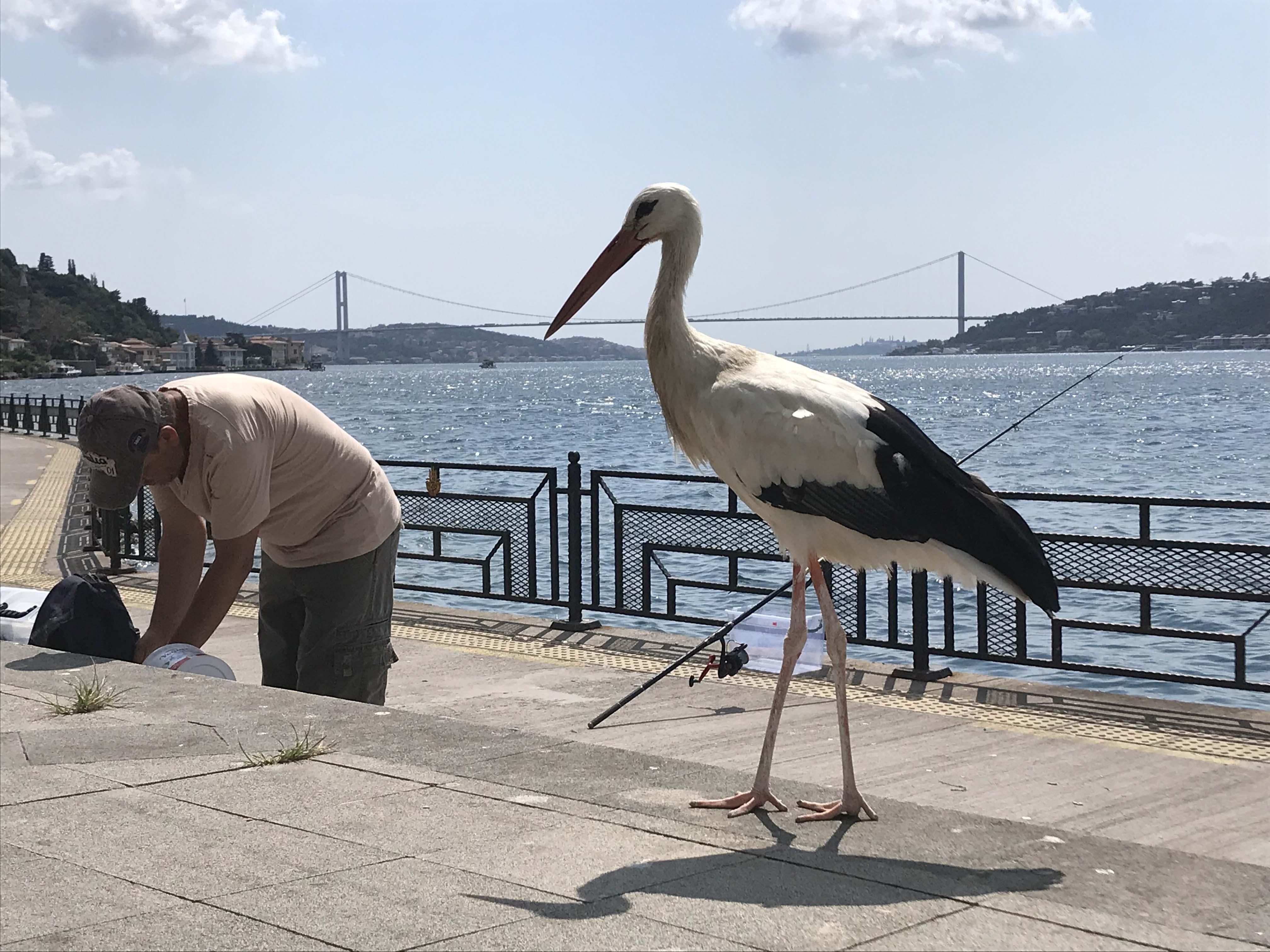 İstanbul Boğazının Yareni