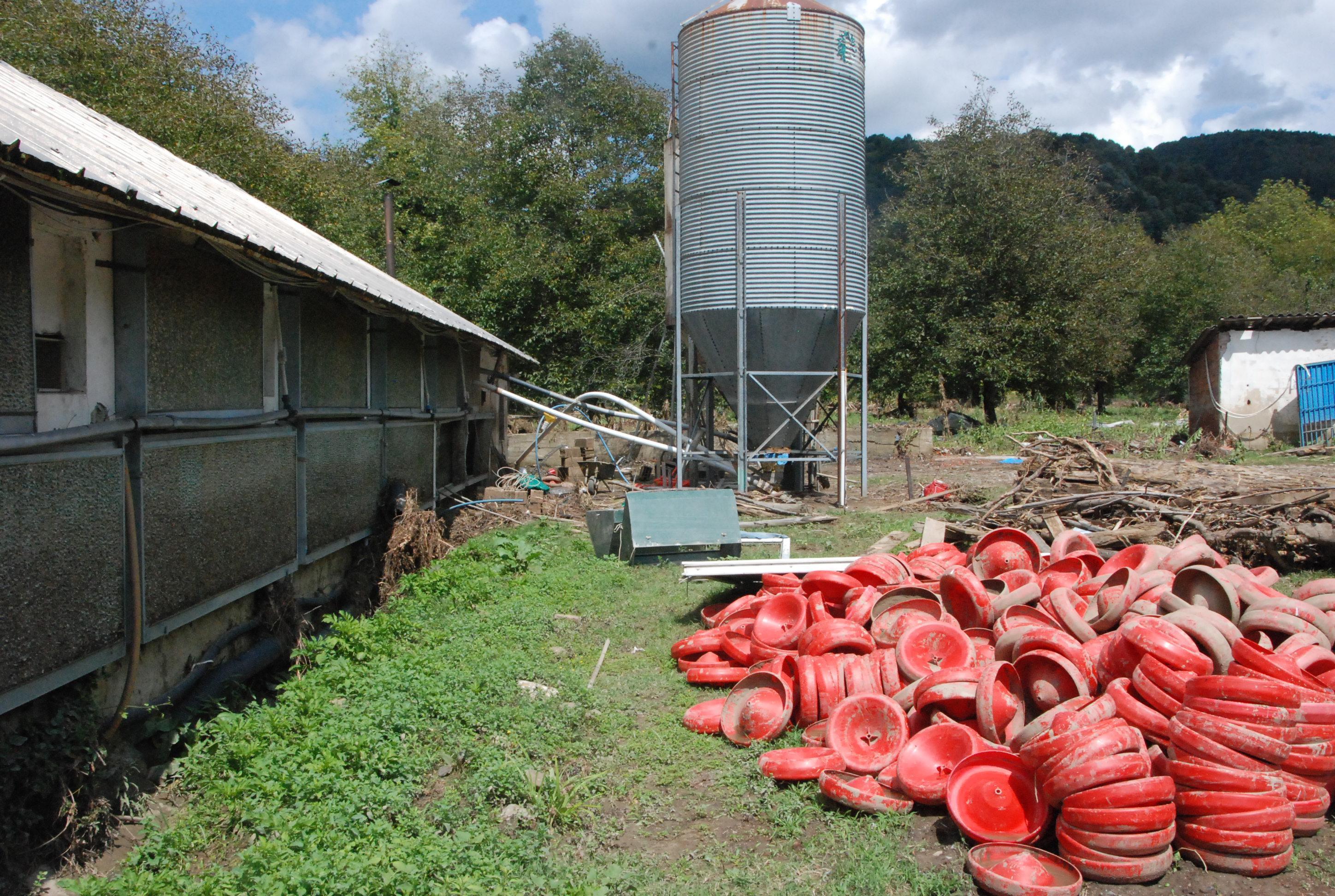 Bartında selde 24 bin tavuk öldü