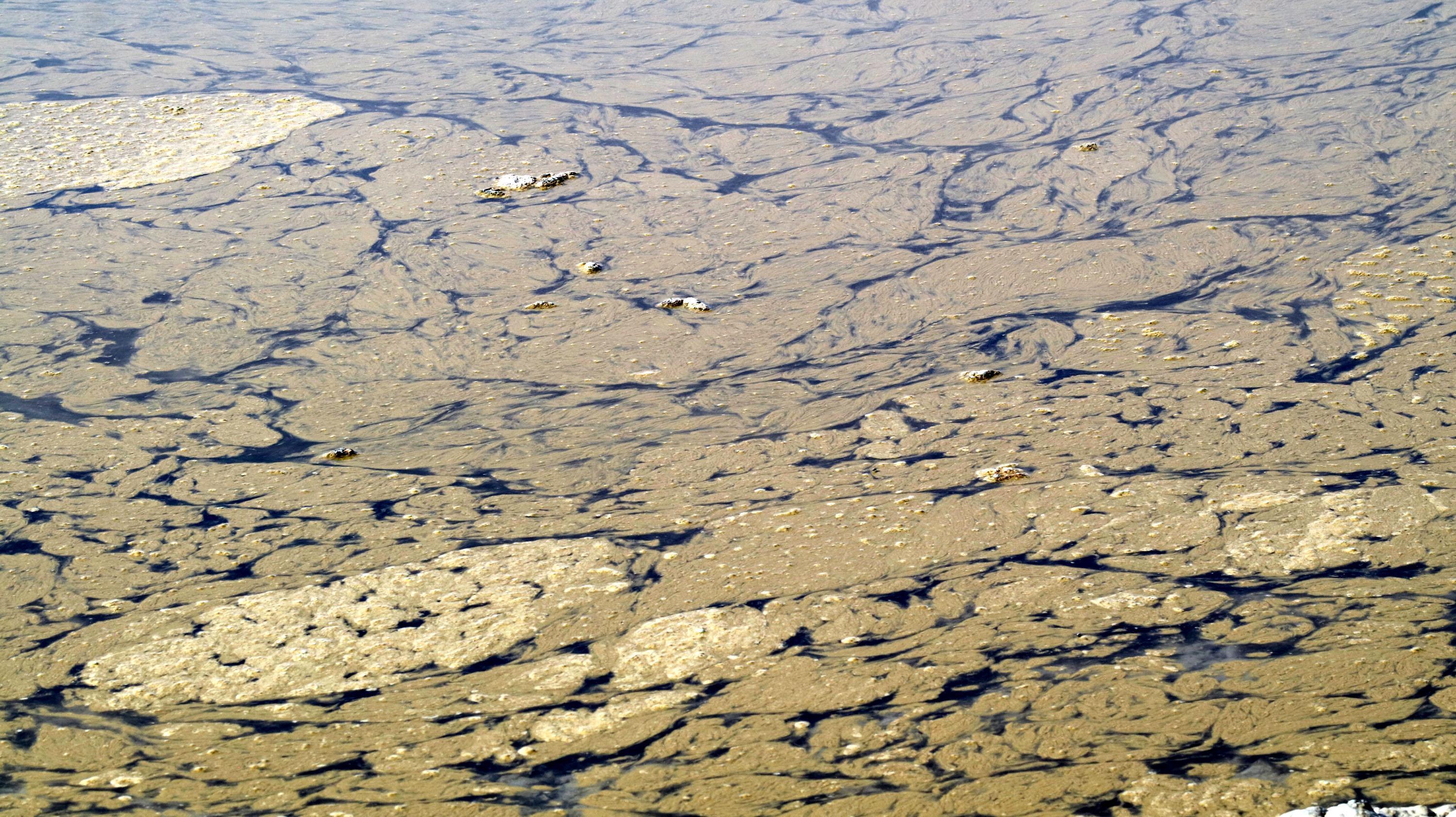 Burdur Gölünde alg patlaması