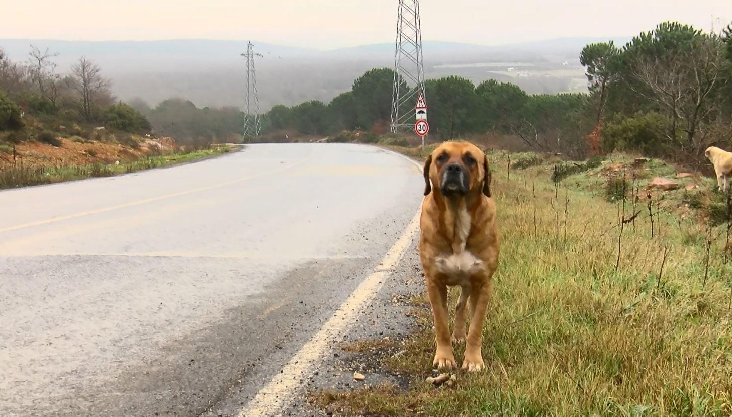 Ormanlar yasaklı ırk köpekler ile doluyor