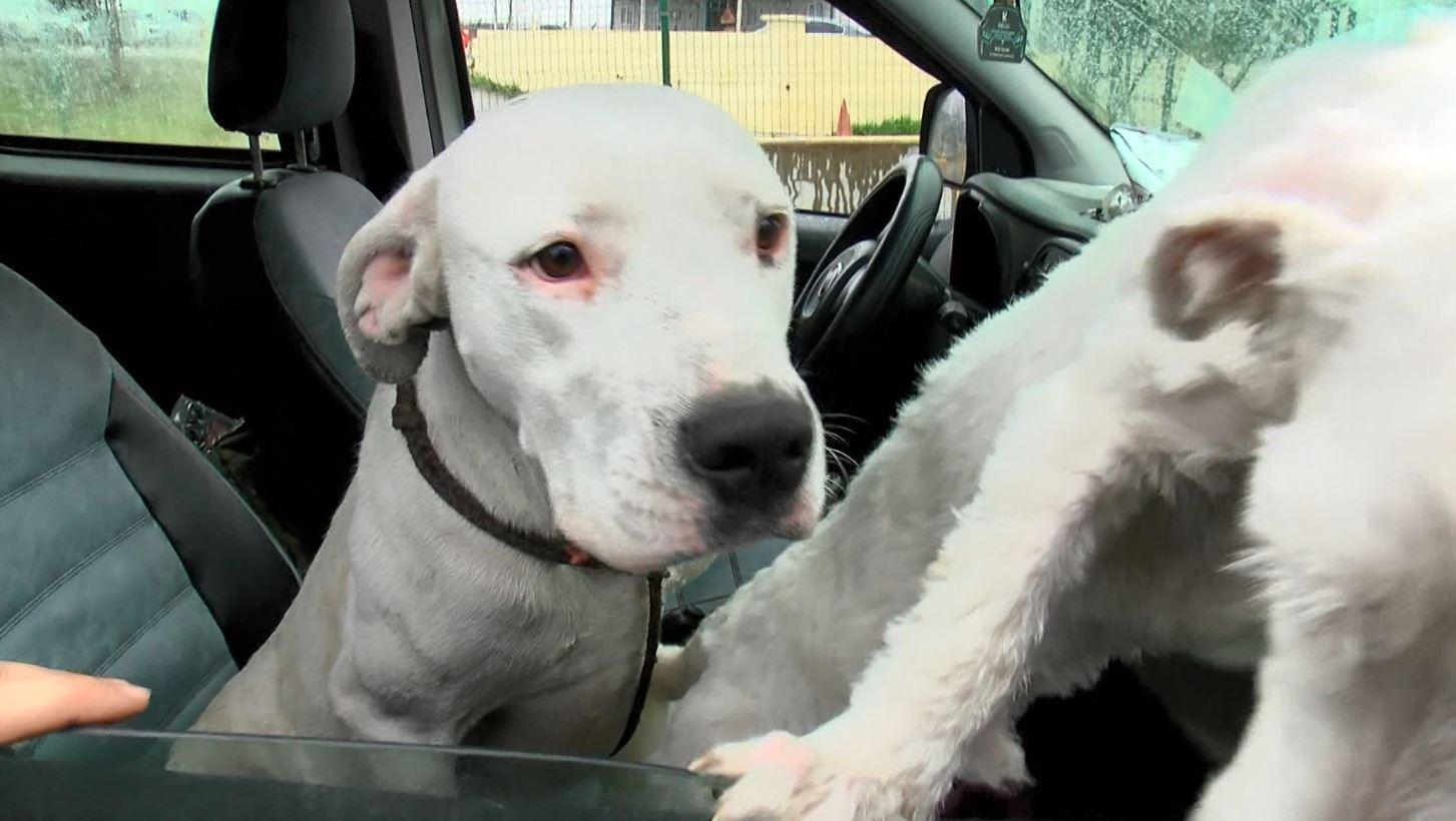 Ormanlar yasaklı ırk köpekler ile doluyor