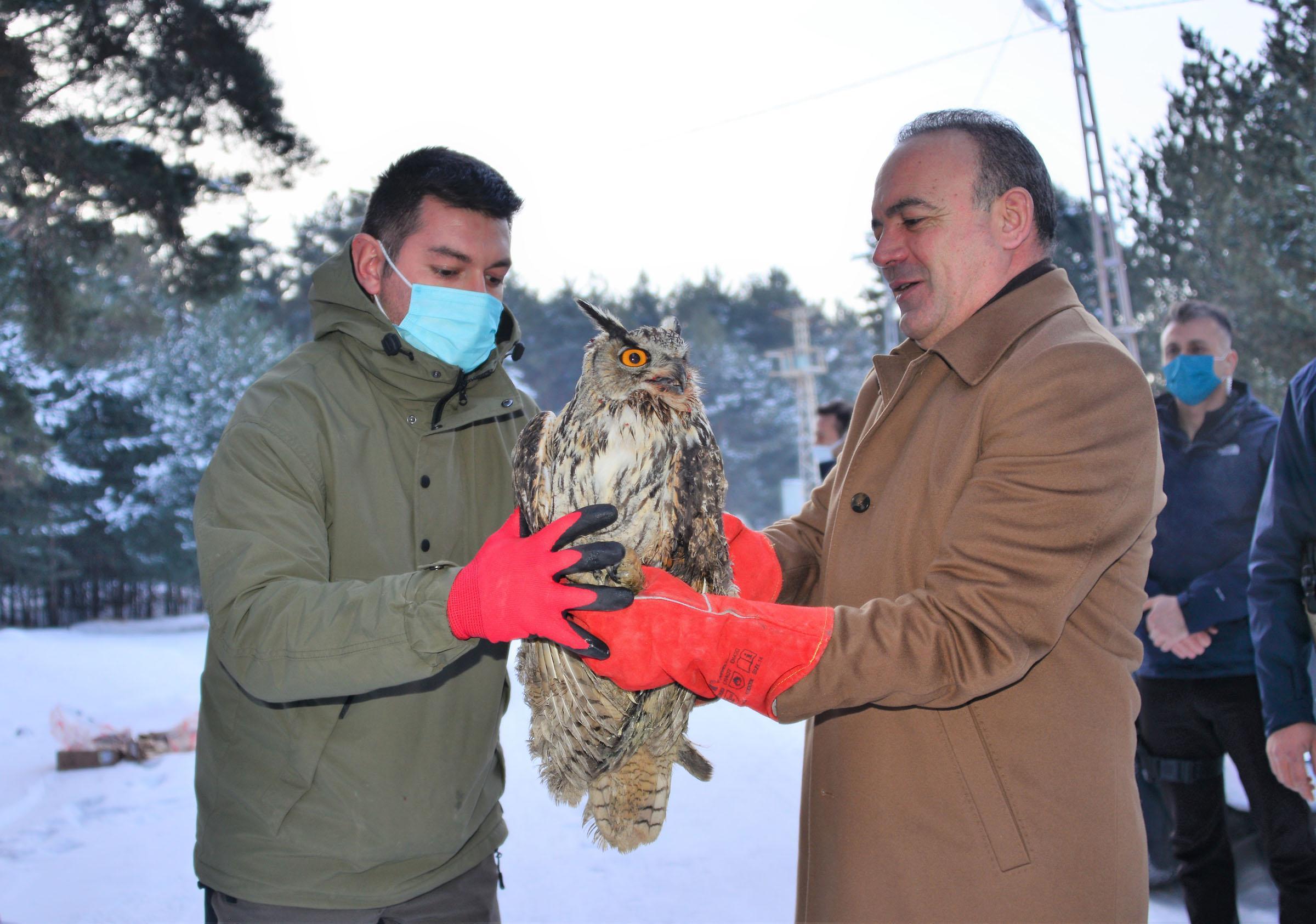 Soğuktan bitkin düşen puhu kuşu, rehabilite edilip doğaya salındı
