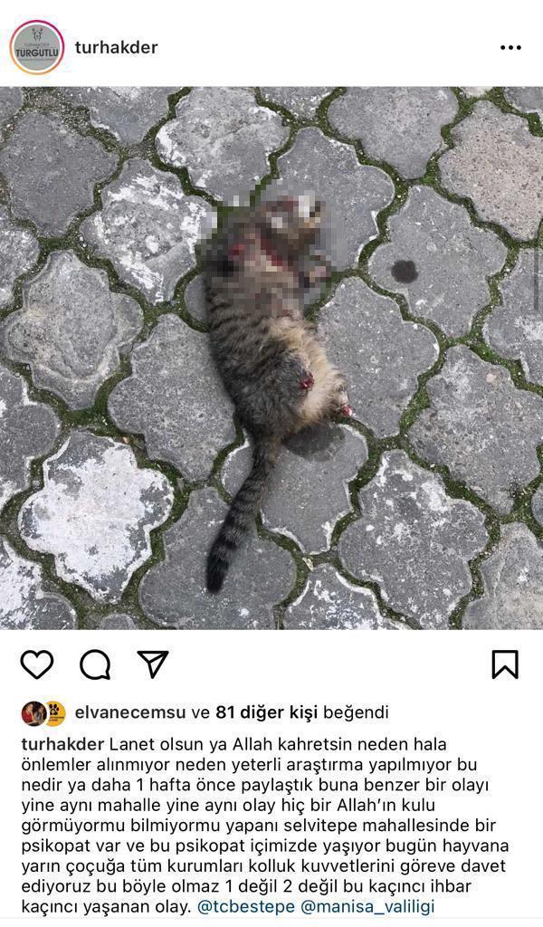 Turgutluda seri kedi katili aranıyor