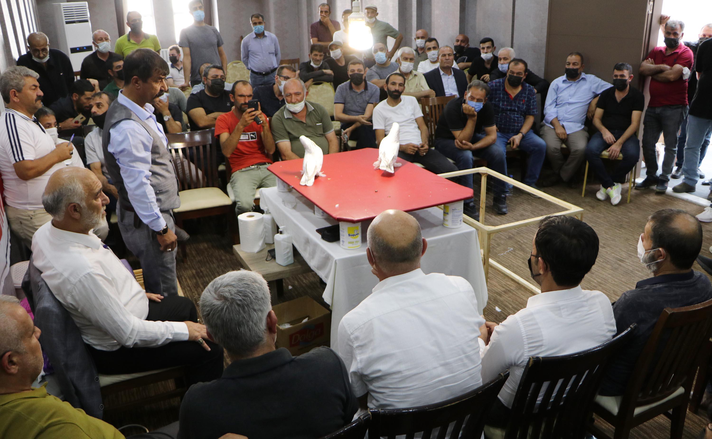 Şebap güvercinler otomobil fiyatına