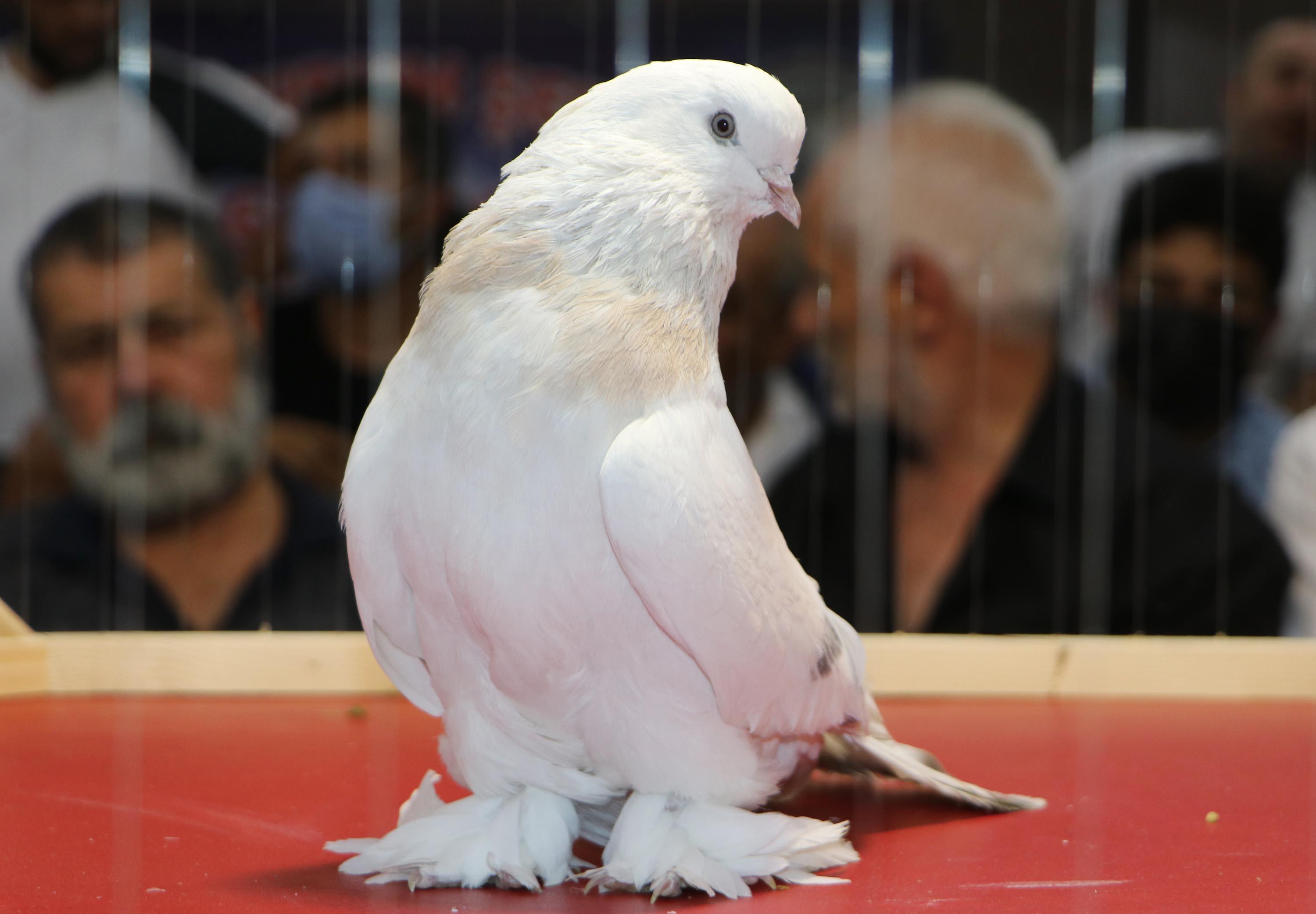 Şebap güvercinler otomobil fiyatına