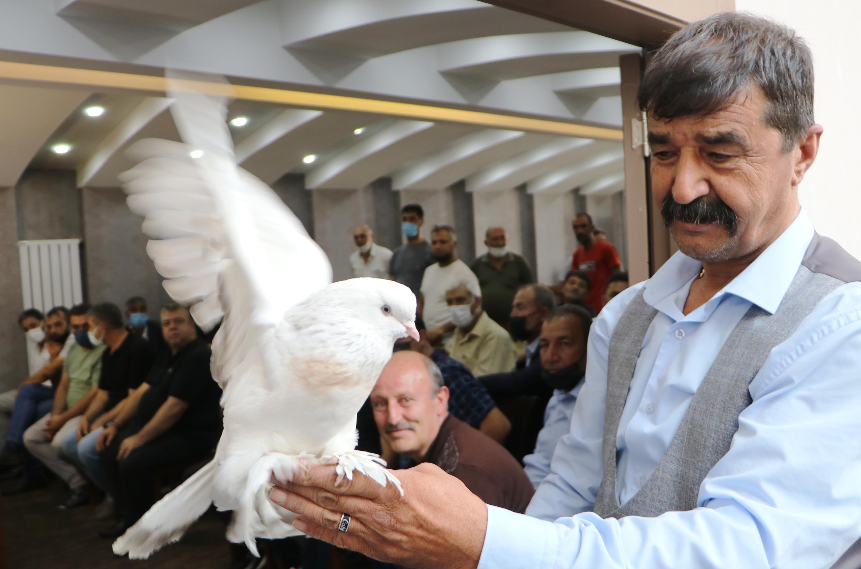 Şebap güvercinler otomobil fiyatına