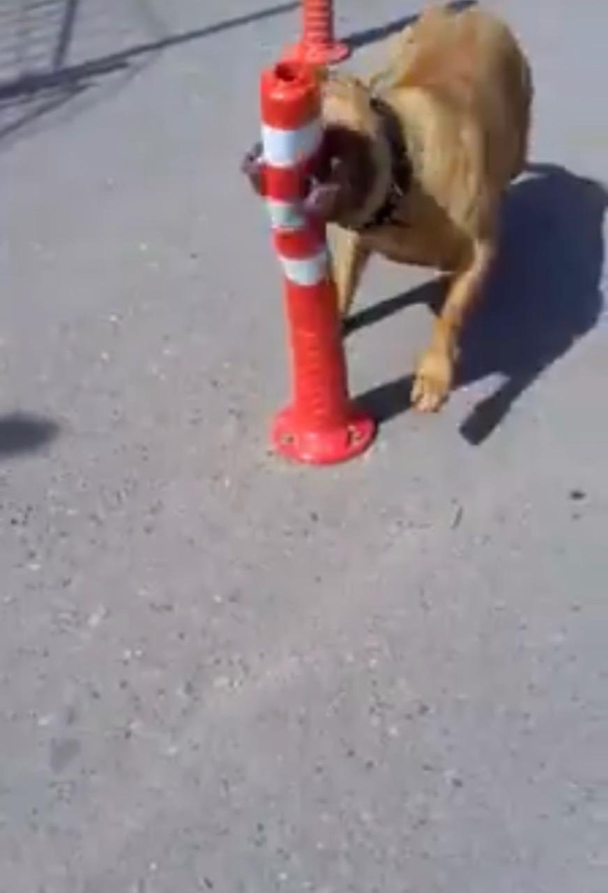 Pendikte, Denizde saldıran pitbull öldürdü iddiası