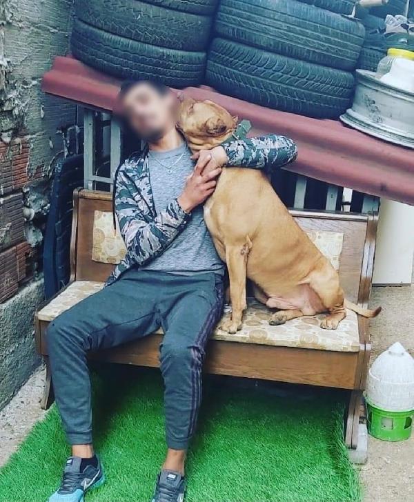 Pendikte, Denizde saldıran pitbull öldürdü iddiası