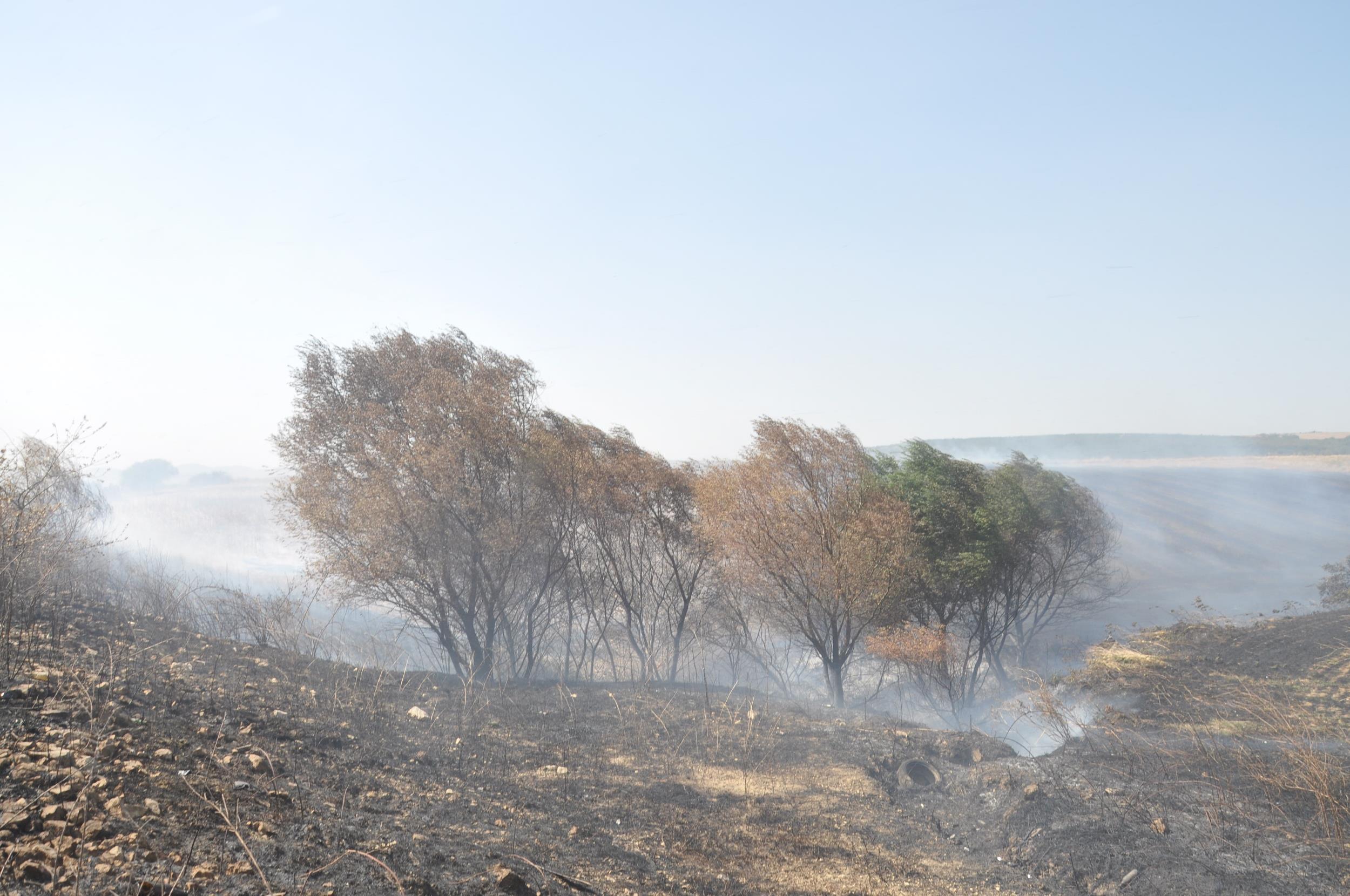 ‘Anız yakmakla topraktaki milyonlarca canlıyı bir anda yok ediyoruz’