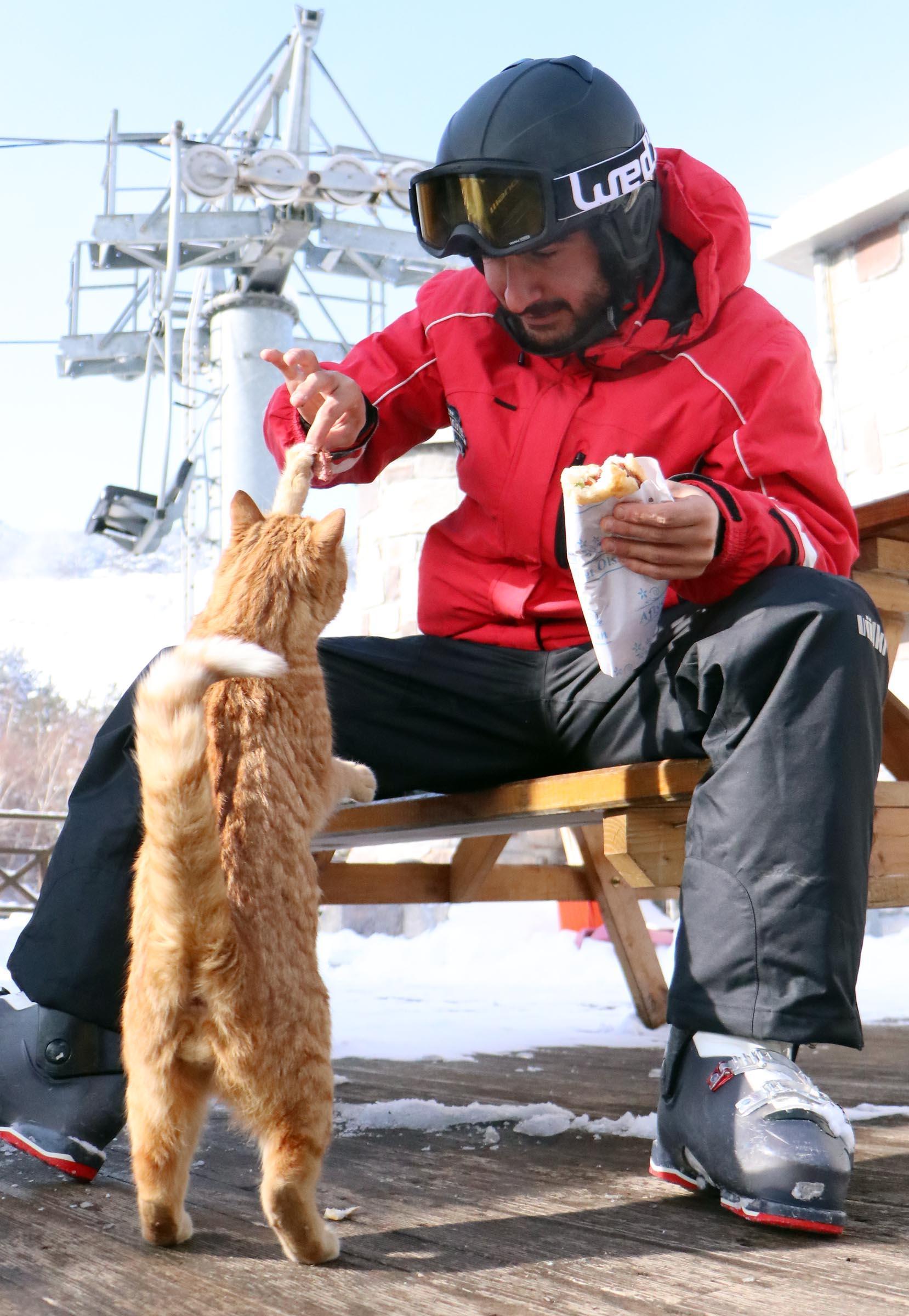 Sokak kedisi Havuç, Palandökenin maskotu oldu