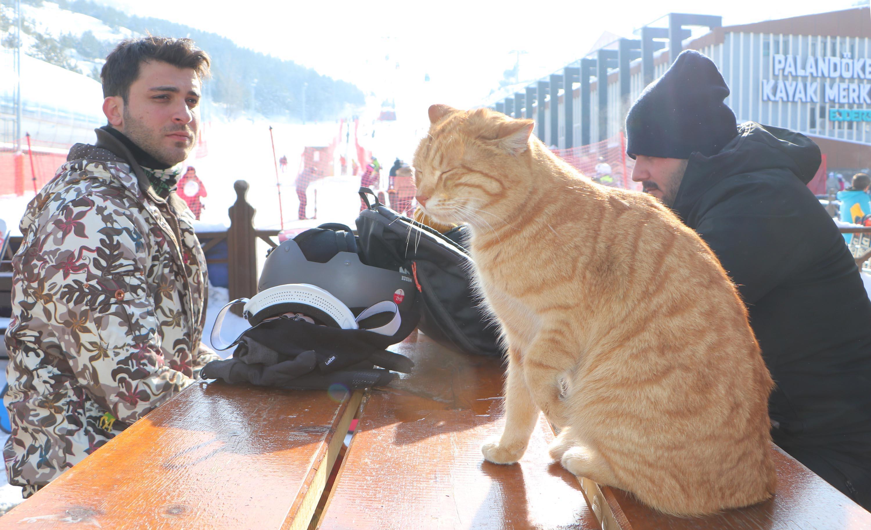 Sokak kedisi Havuç, Palandökenin maskotu oldu