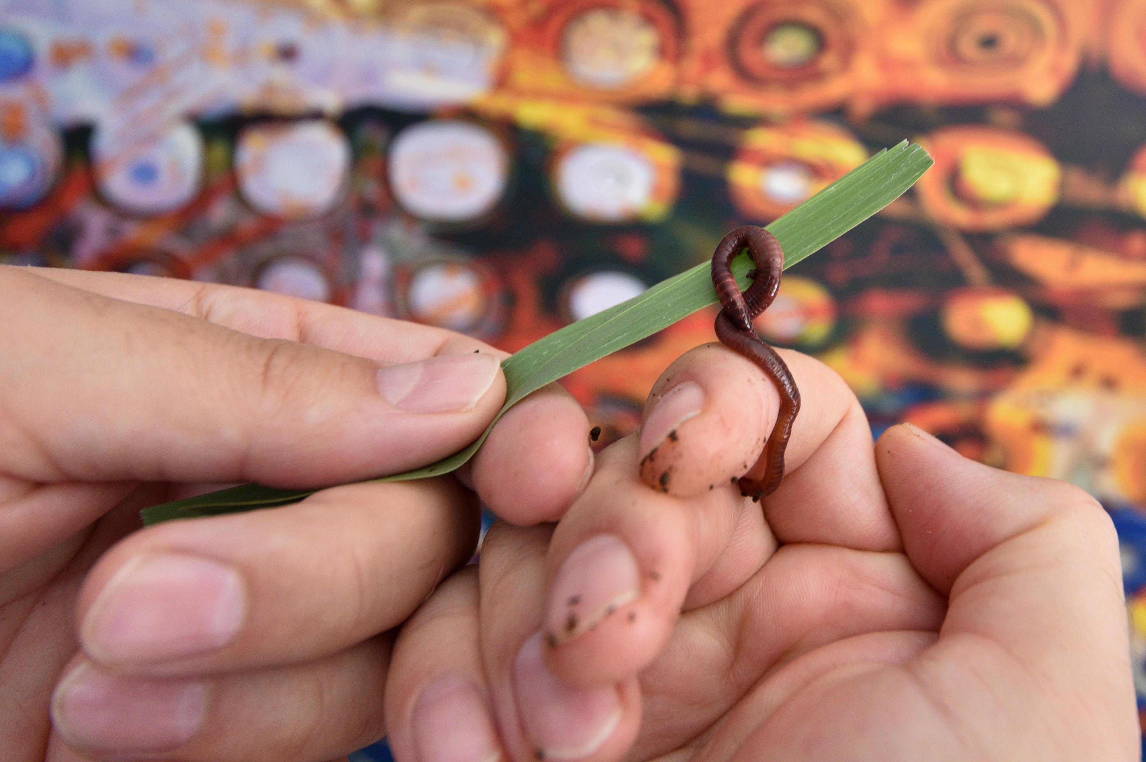 1000 solucanlı geri dönüşüm kutusu