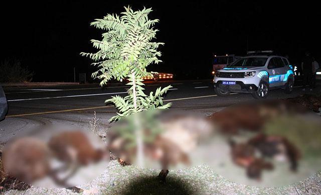 Erzurumda iki otomobil koyun sürüsüne daldı: 40 koyun öldü