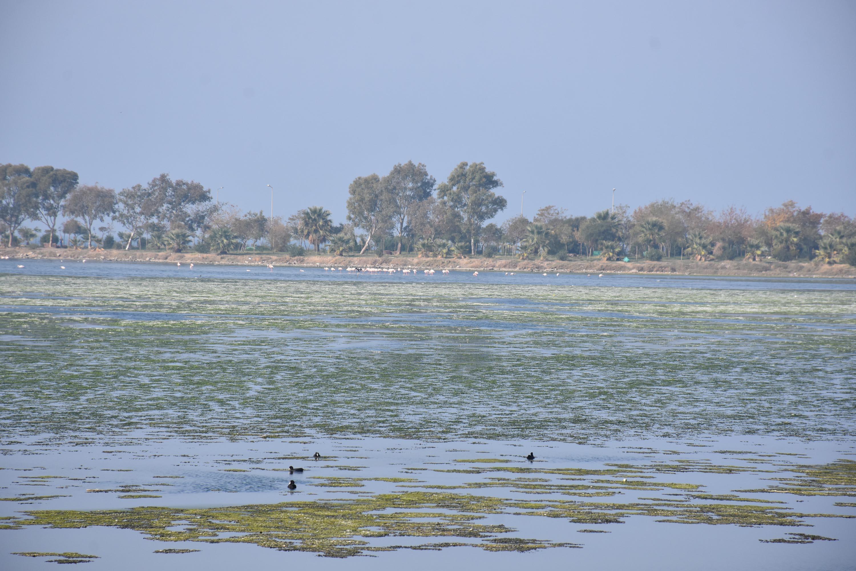 İzmir Çakalburnu Lagünü deniz maruluyla kaplandı