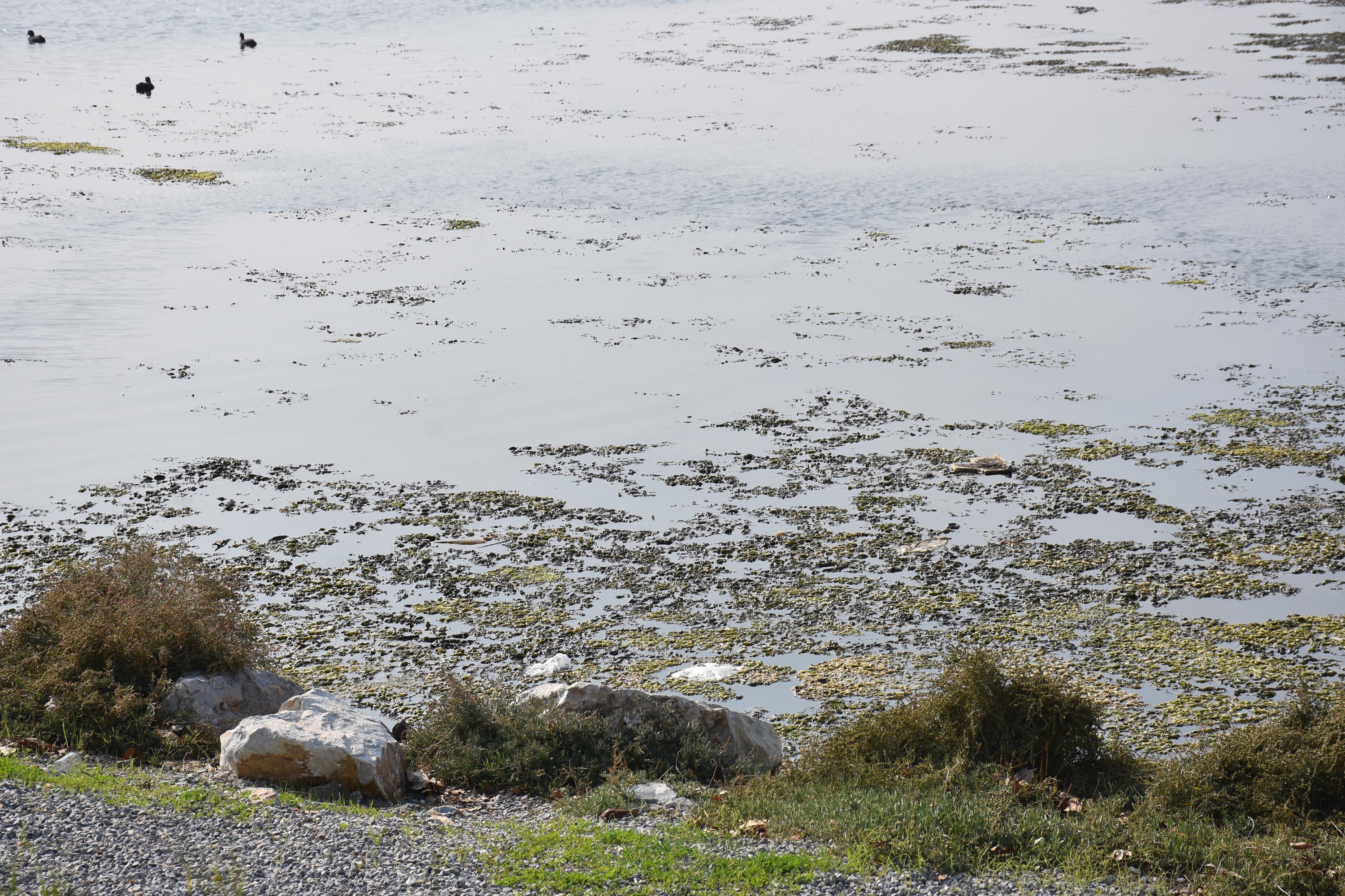 İzmir Çakalburnu Lagünü deniz maruluyla kaplandı