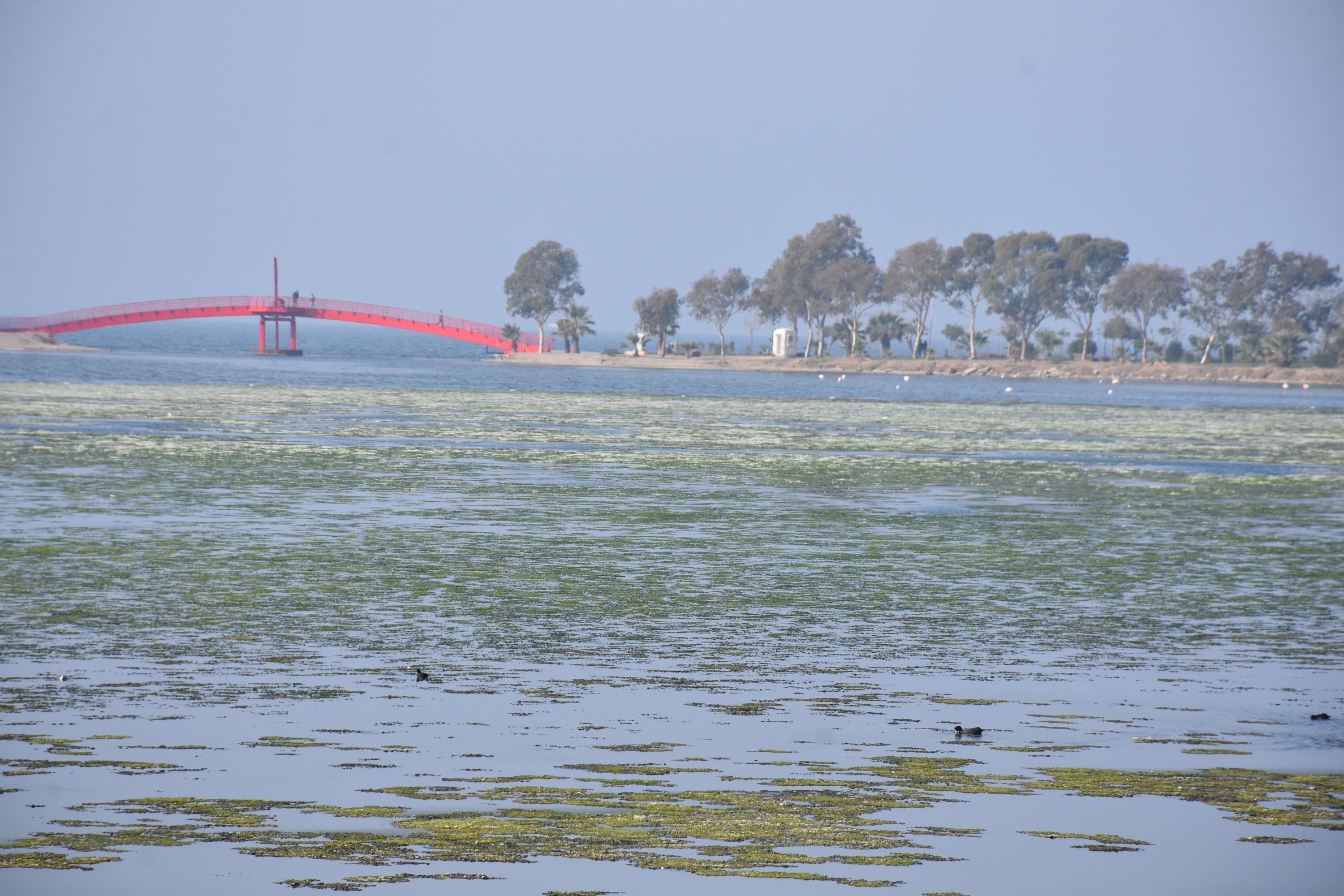 İzmir Çakalburnu Lagünü deniz maruluyla kaplandı