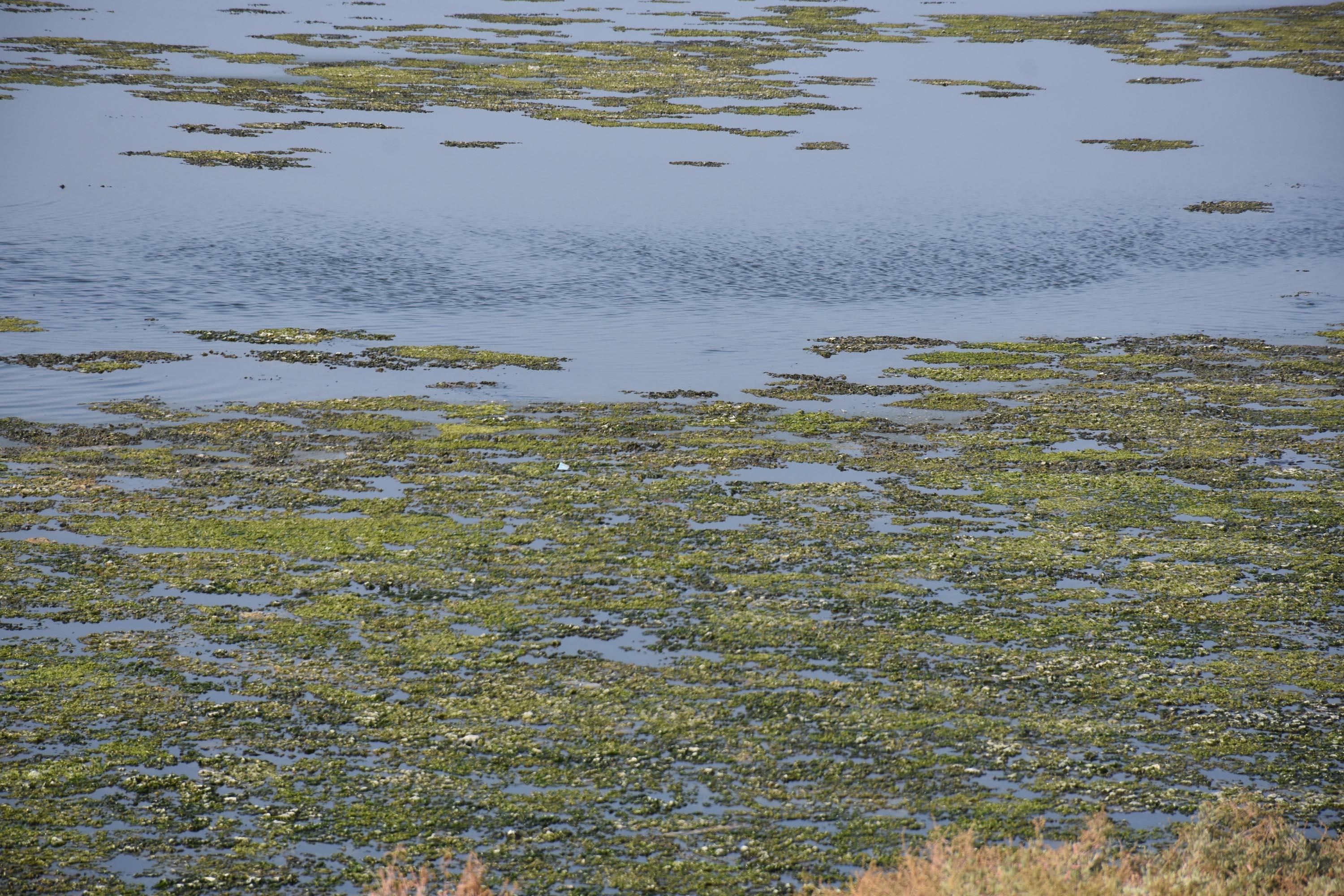İzmir Çakalburnu Lagünü deniz maruluyla kaplandı