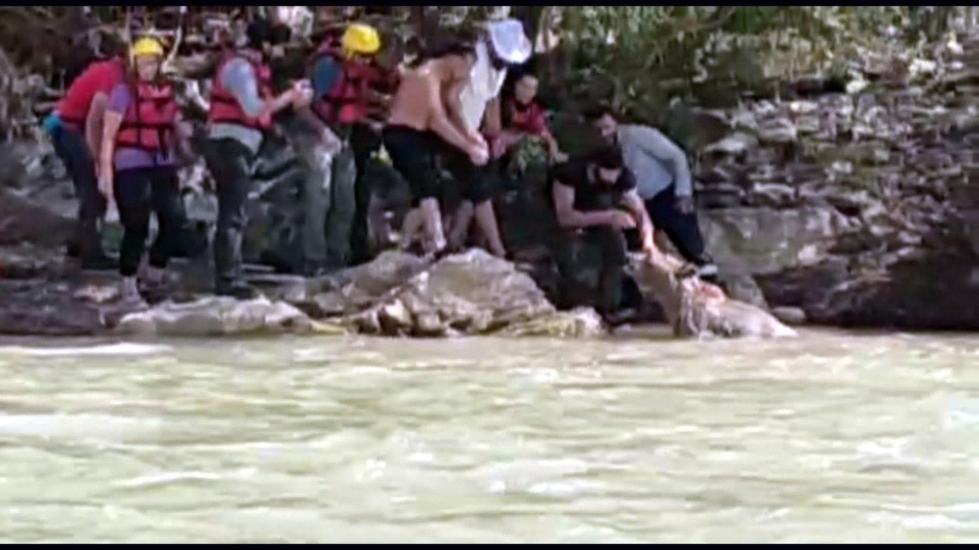 Zap Suyunda sürüklenen ayıyı rafting ekibi kurtarmıştı... Yaralı ayı yaşamını yitirdi