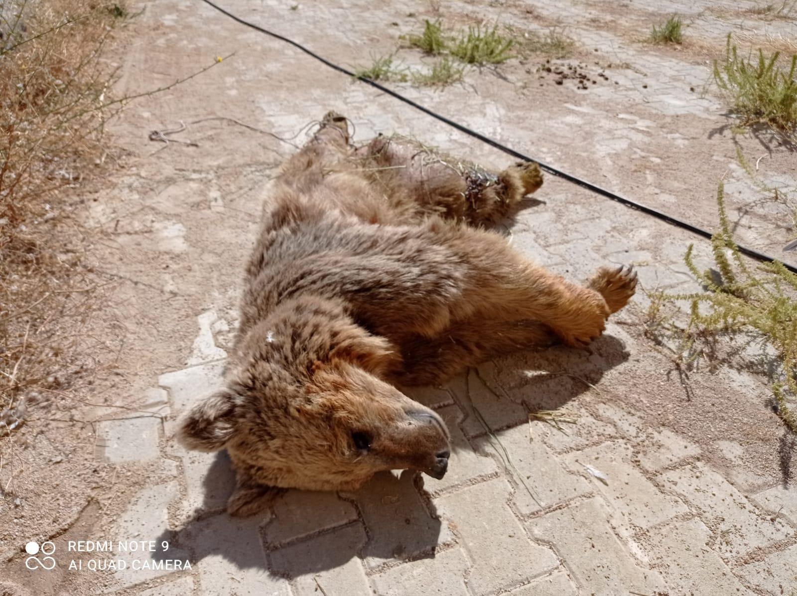 Zap Suyunda sürüklenen ayıyı rafting ekibi kurtarmıştı... Yaralı ayı yaşamını yitirdi