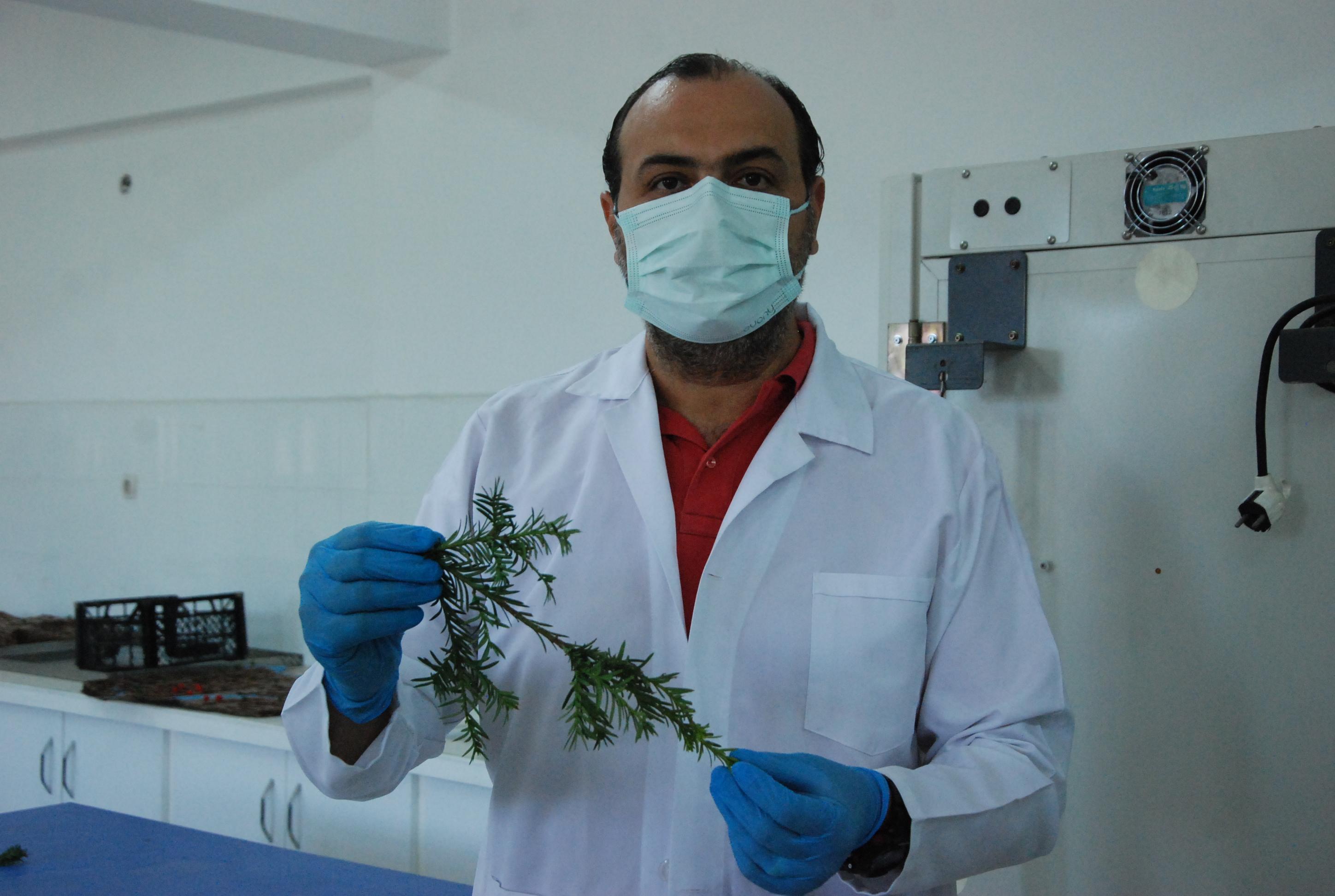 Kanser ilacı üretiminde kullanılan madde, porsuk ağacında tespit edildi