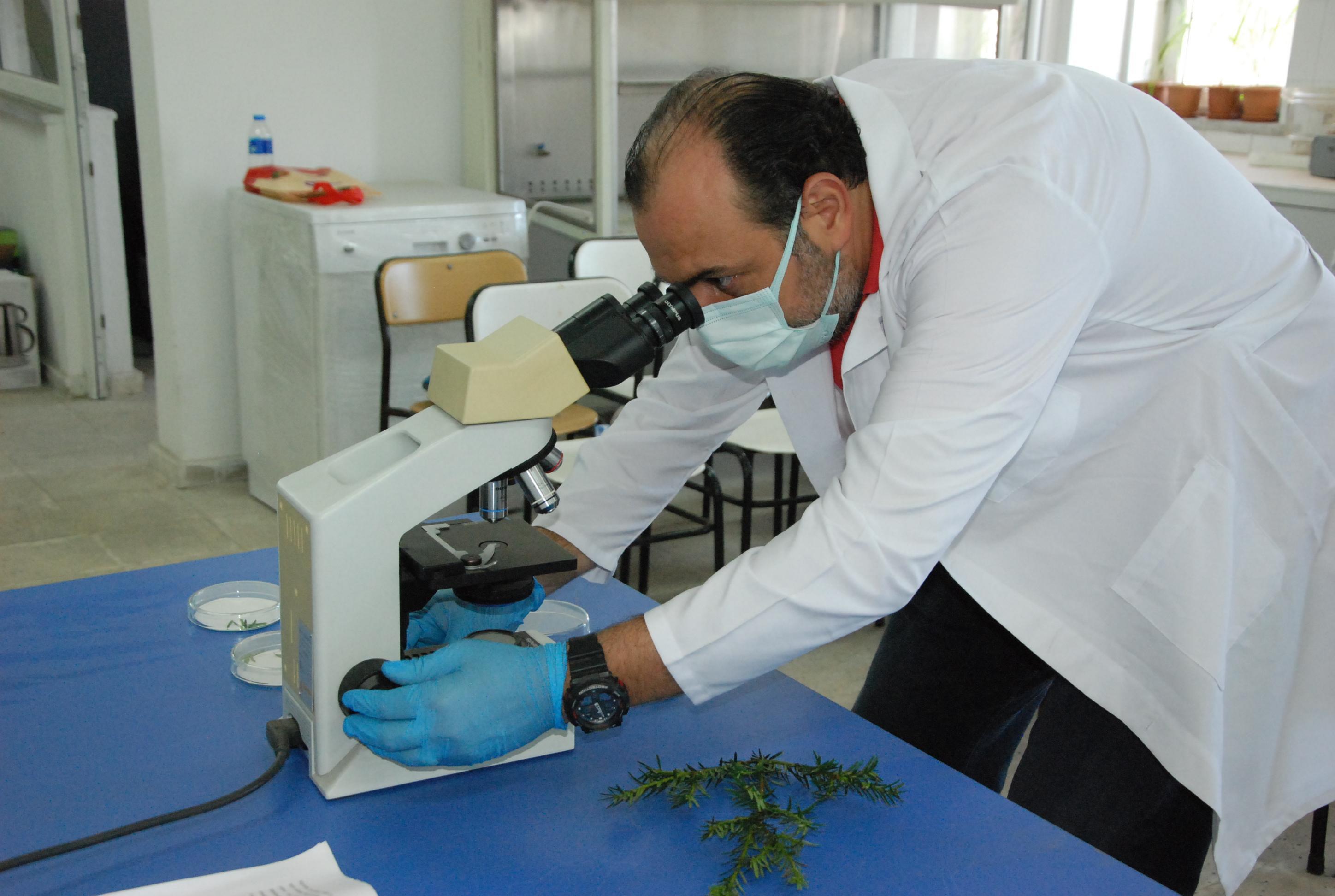 Kanser ilacı üretiminde kullanılan madde, porsuk ağacında tespit edildi