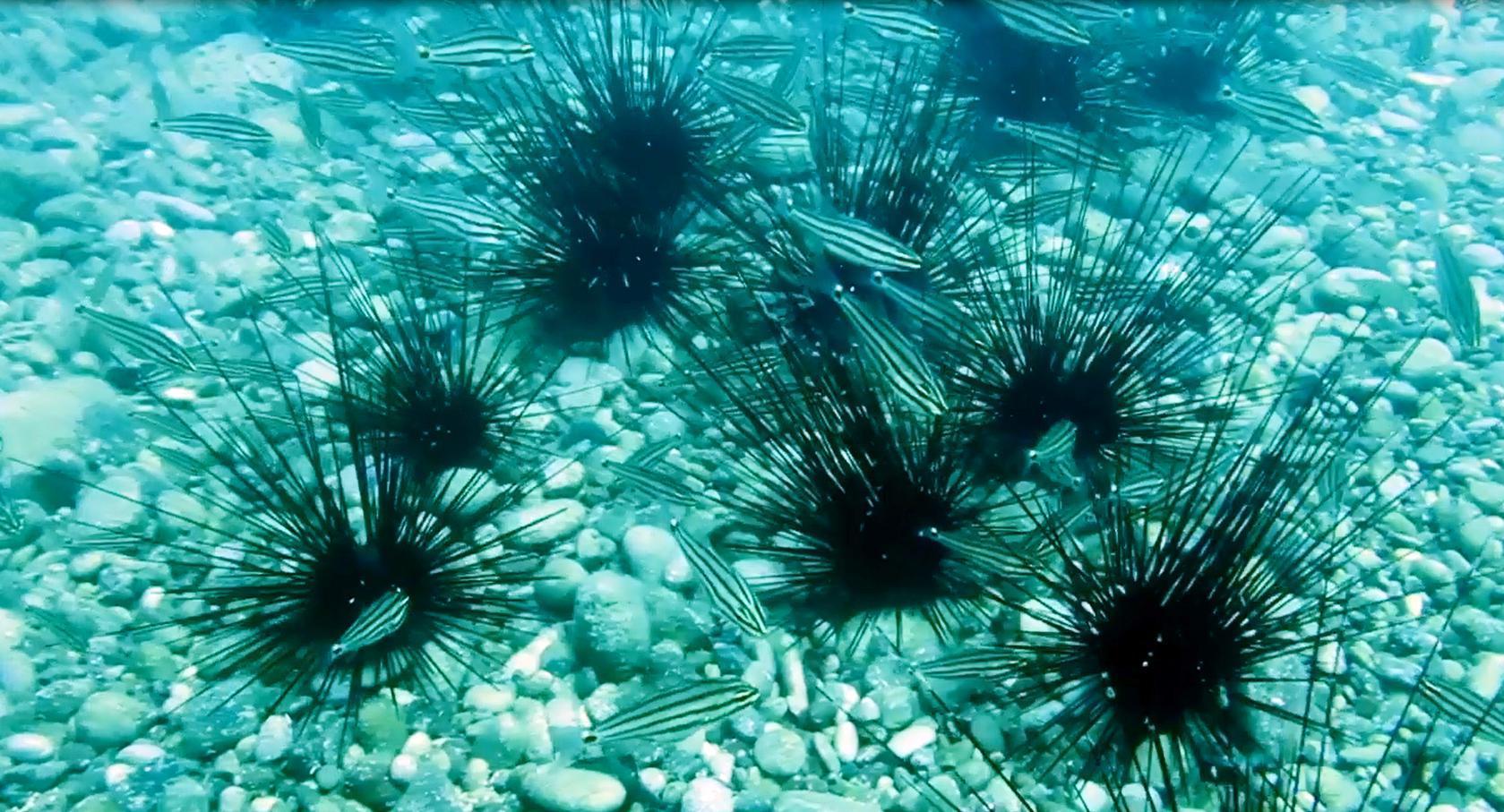 Dikenli deniz kestanesi, kendisi gibi işgalci türlere korumalık yapıyor