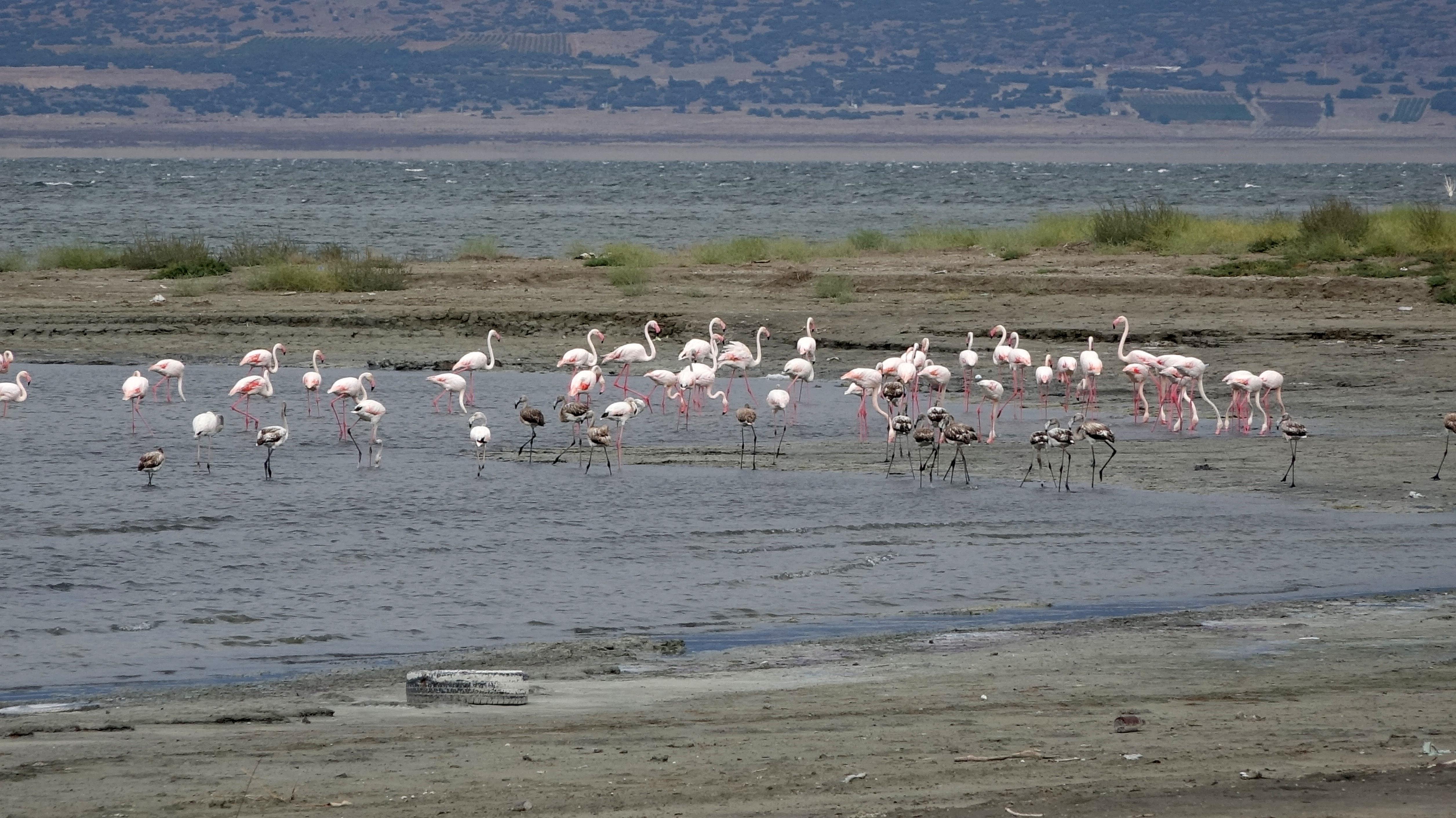 Flamingolar, suyu azalan Burdur Gölünde