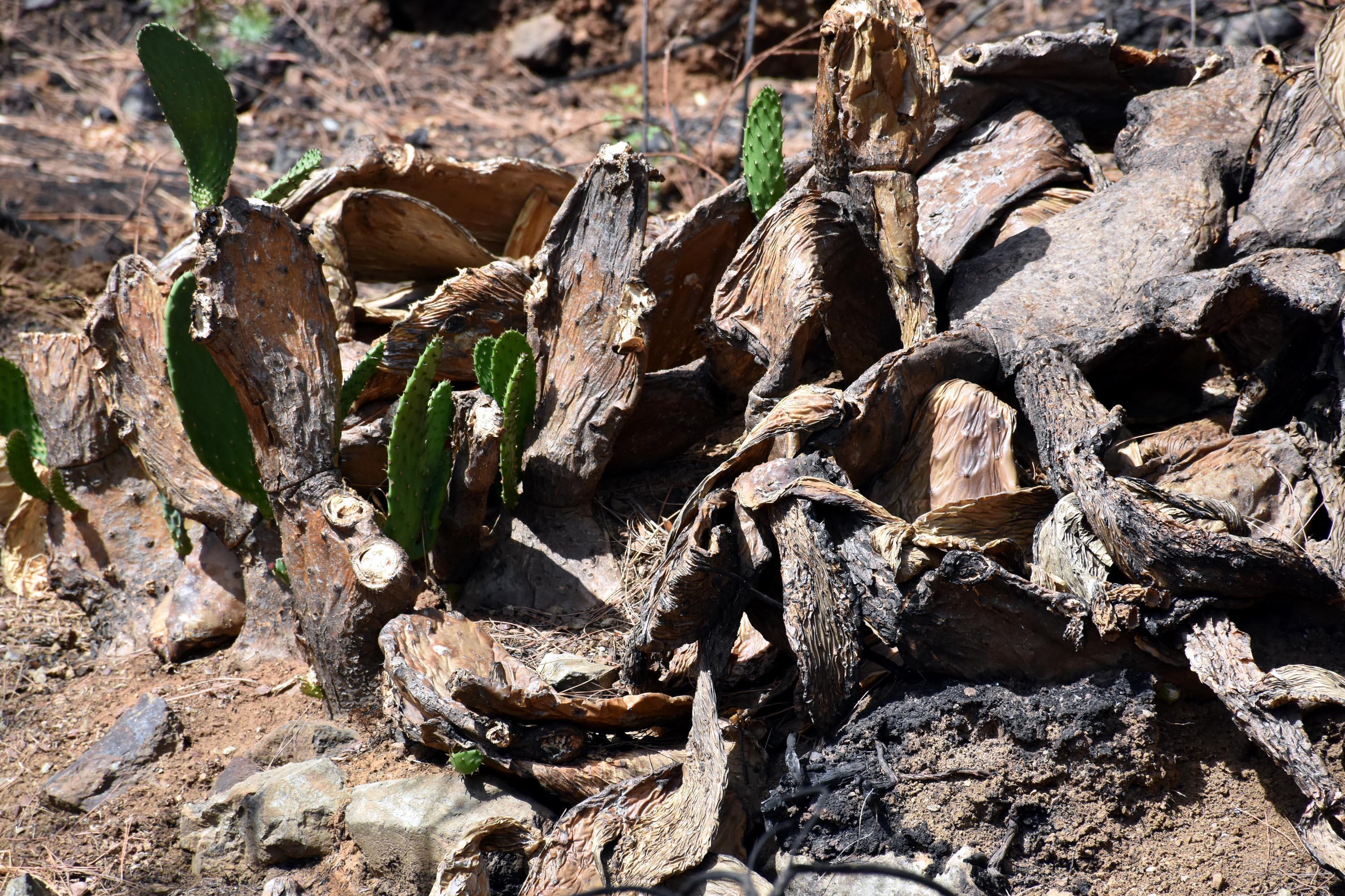 After the forest fire, nature revives in Marmaris