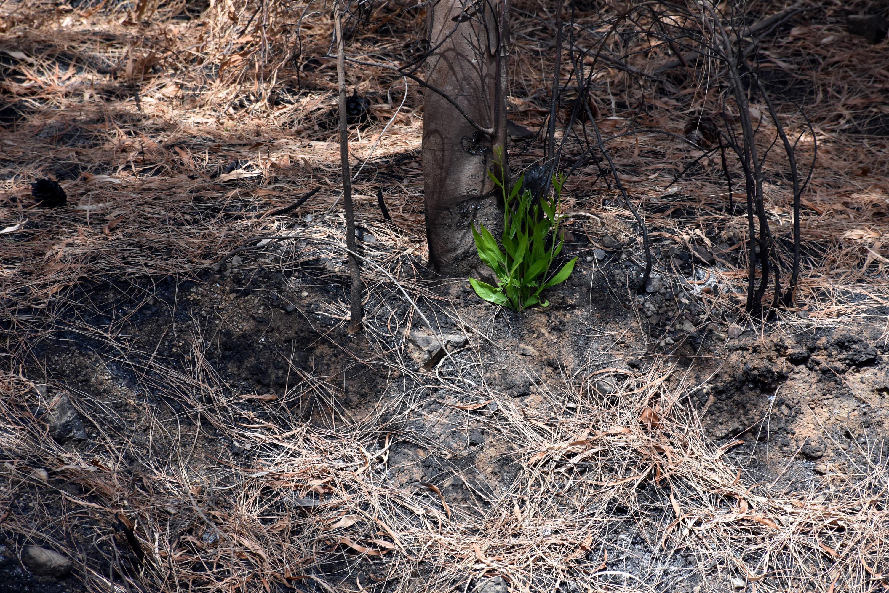 After the forest fire, nature revives in Marmaris