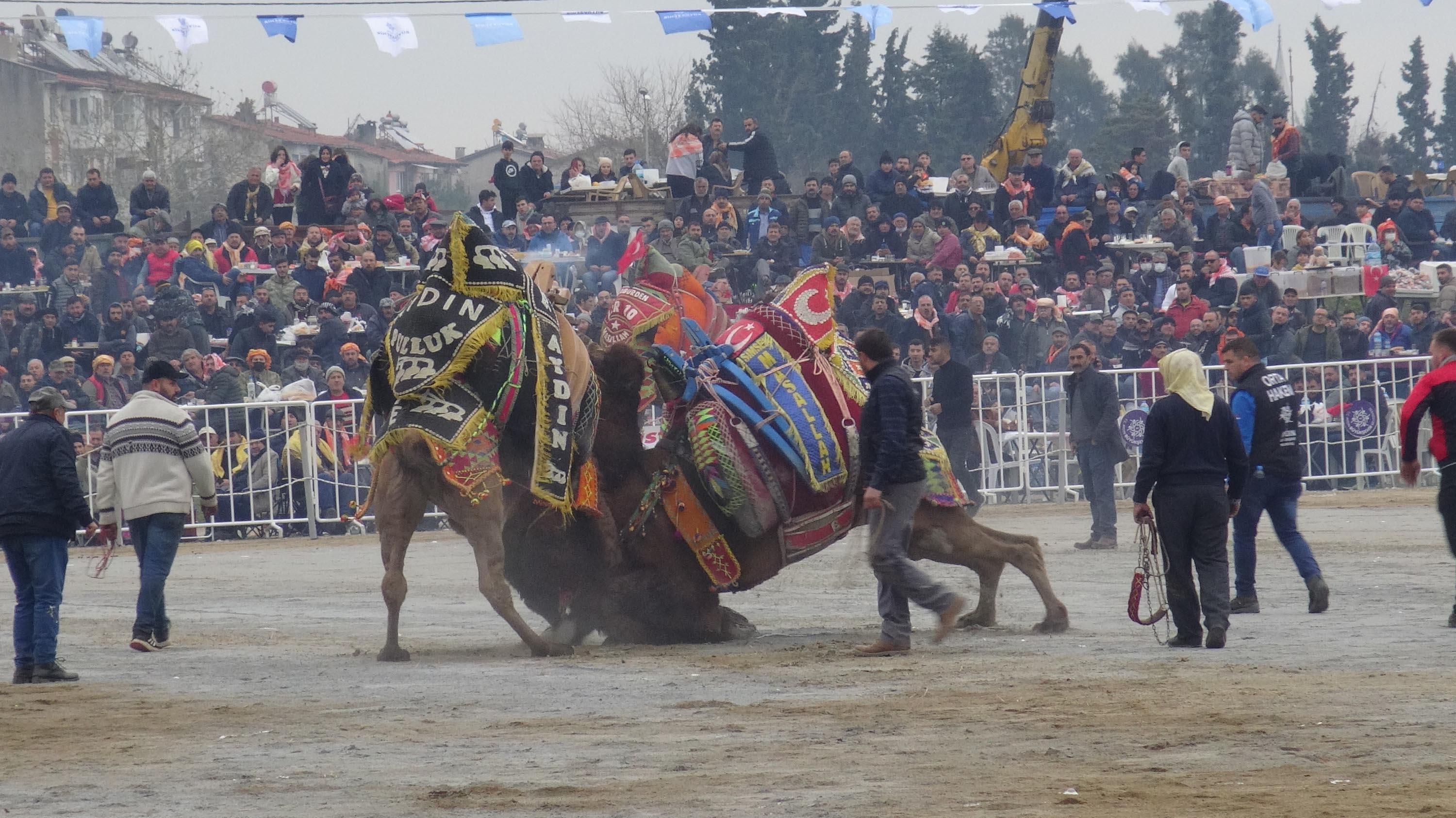 Aydında yılın son deve güreşi binlerce kişi tarafından izlendi