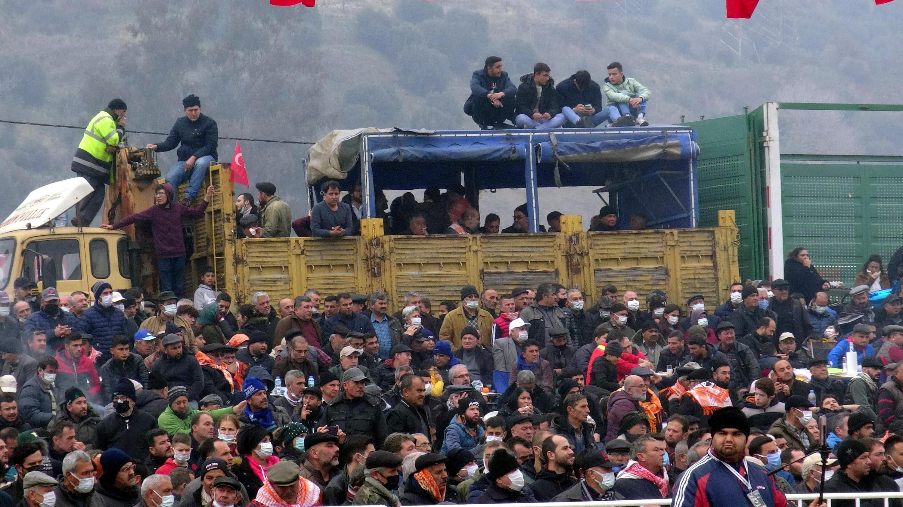 Aydında yılın son deve güreşi binlerce kişi tarafından izlendi
