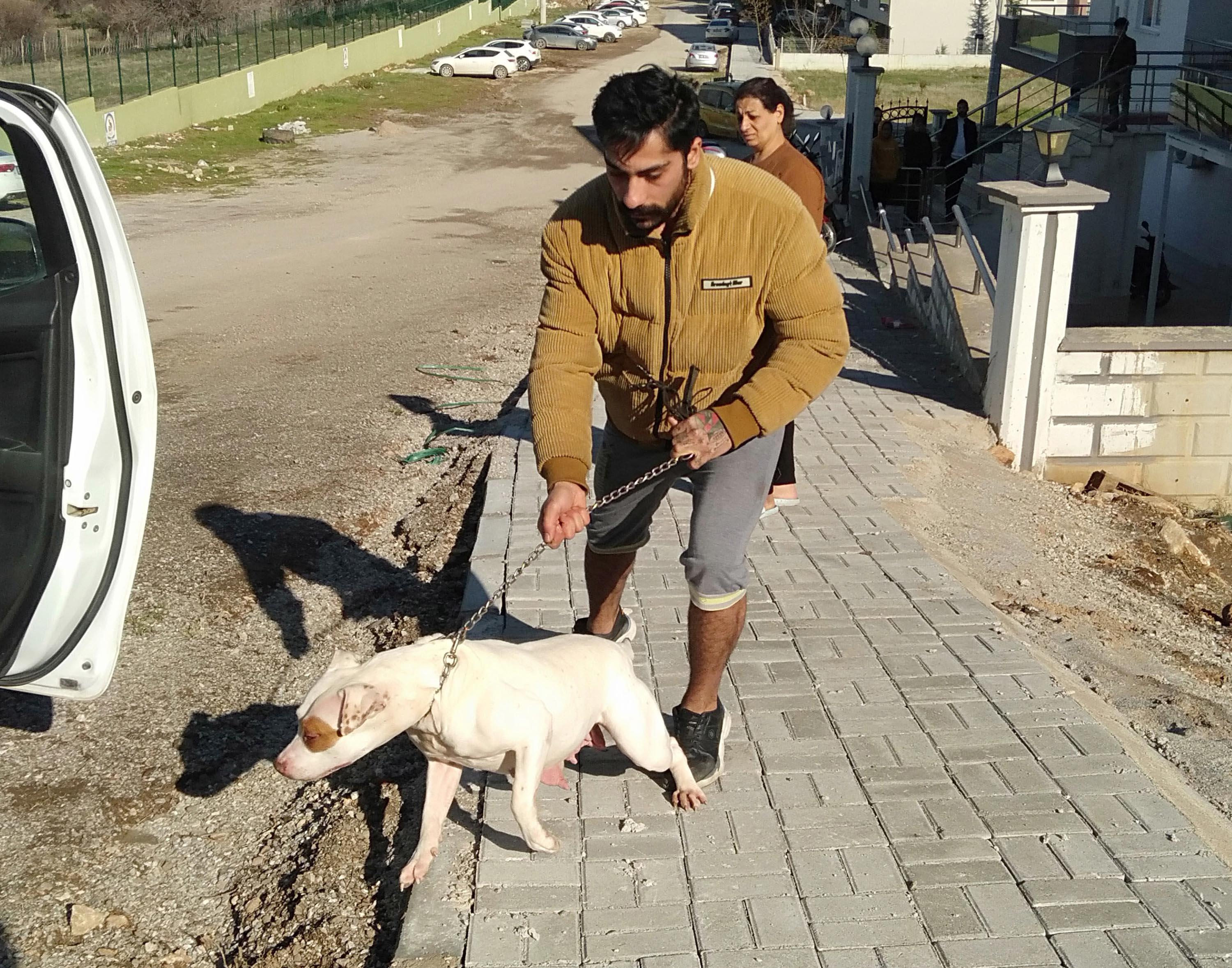 Denizlide pitbull saldıran çocuk yaralandı; o anlar kamerada