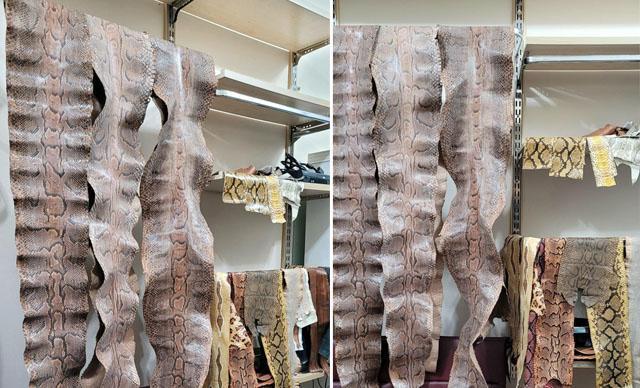 Nesli tehlikedeki yılanların derilerinden ayakkabı ve çanta yapacaklardı