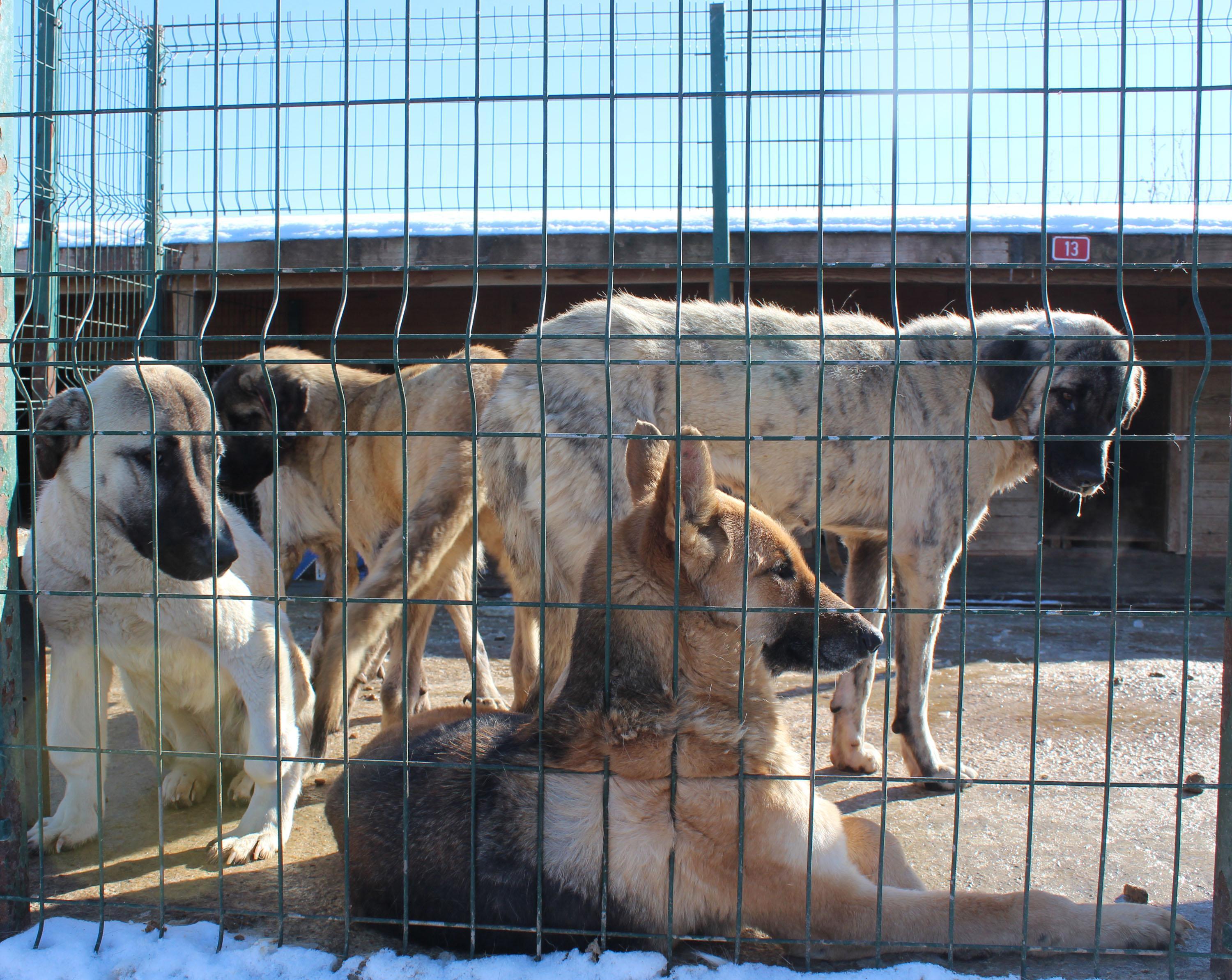 Sivasta sokak hayvanlarına 4 mevsime göre barınak hizmeti