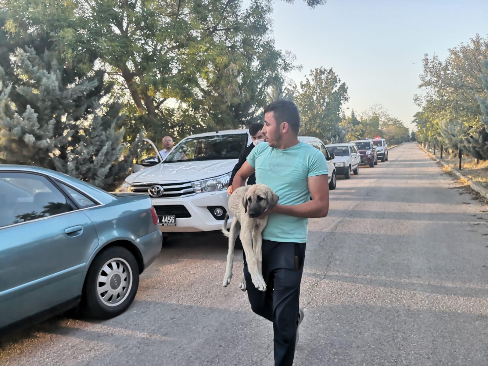Belediyenin yol kenarına attığı köpekler araçların altında can verdi