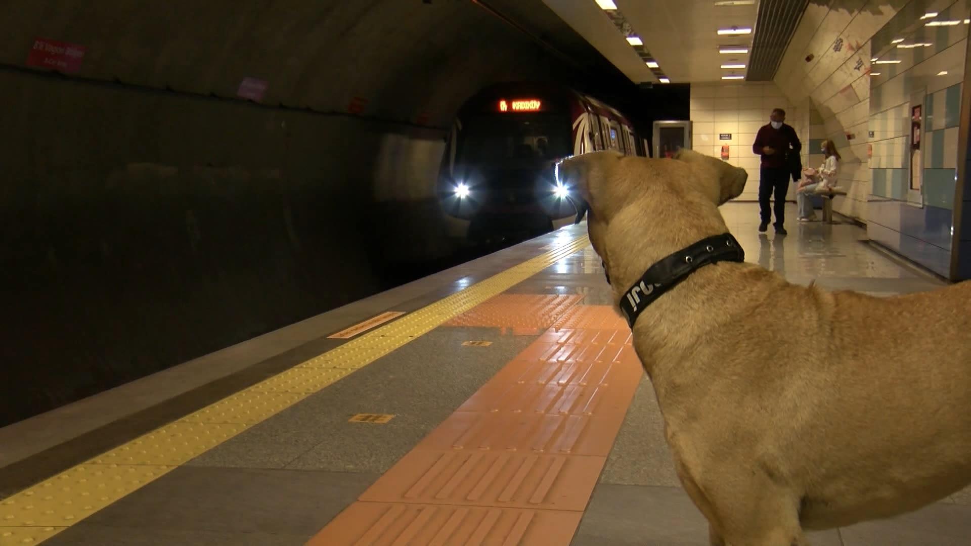 Mikroçip takılan Boji böyle takip ediliyor; bir günde 29 durak gezdi