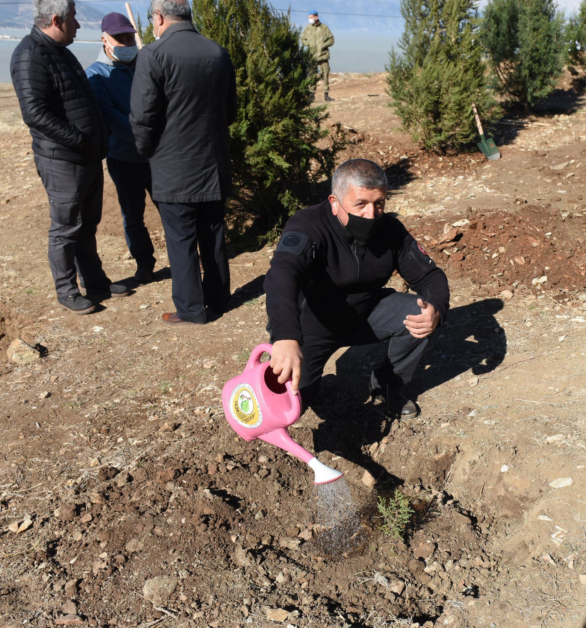 1900lerde demir yolu yapımı için kesilen ardıç ağaçları, yeniden hayat bulacak