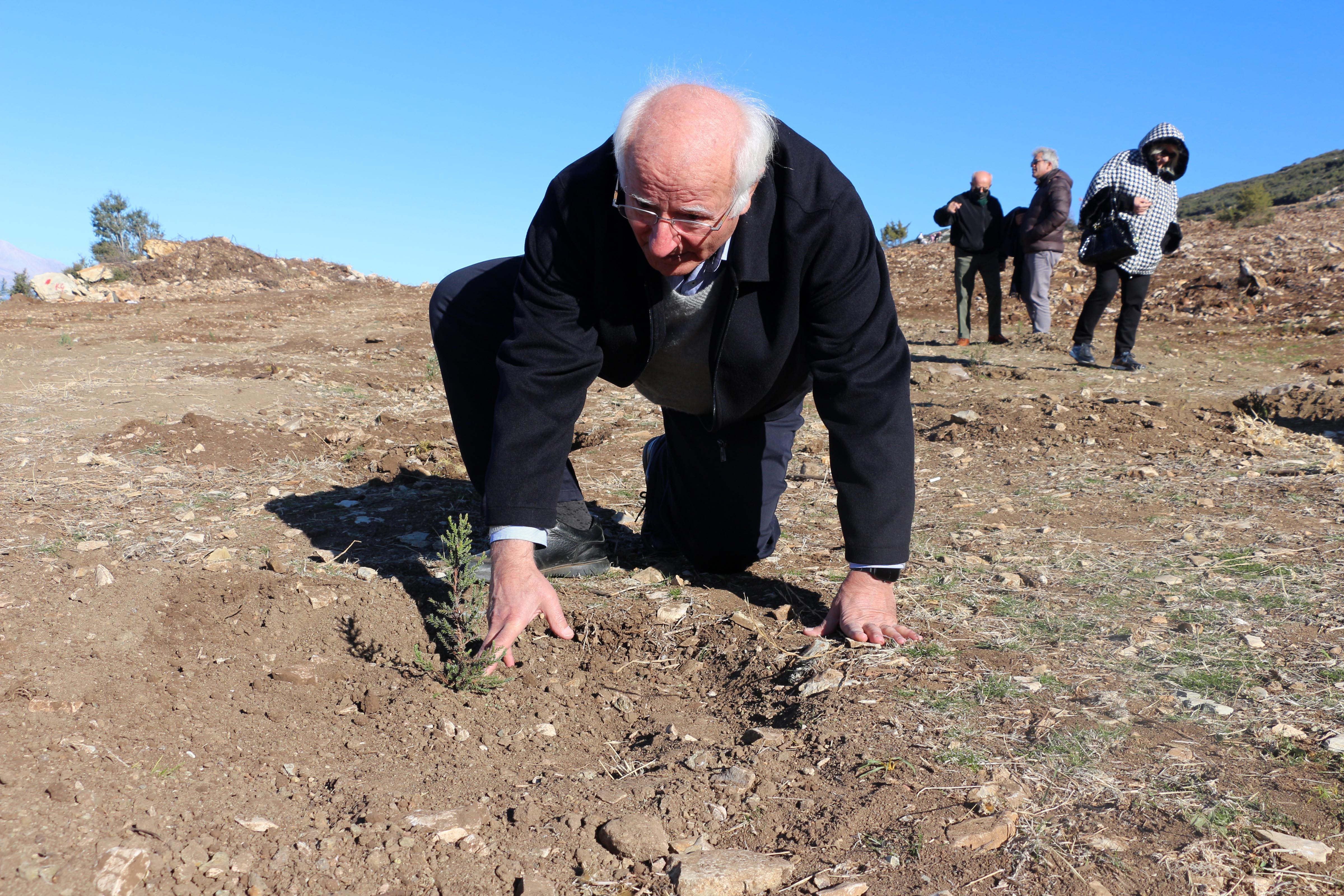 1900lerde demir yolu yapımı için kesilen ardıç ağaçları, yeniden hayat bulacak