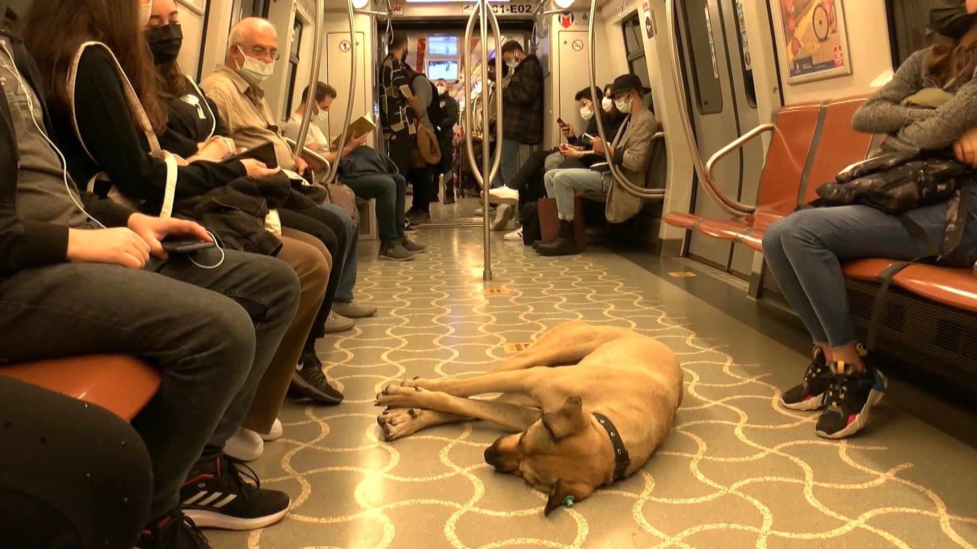 The dog Boji tracked with a microchip; traveled 29 stops in one day in Istanbul