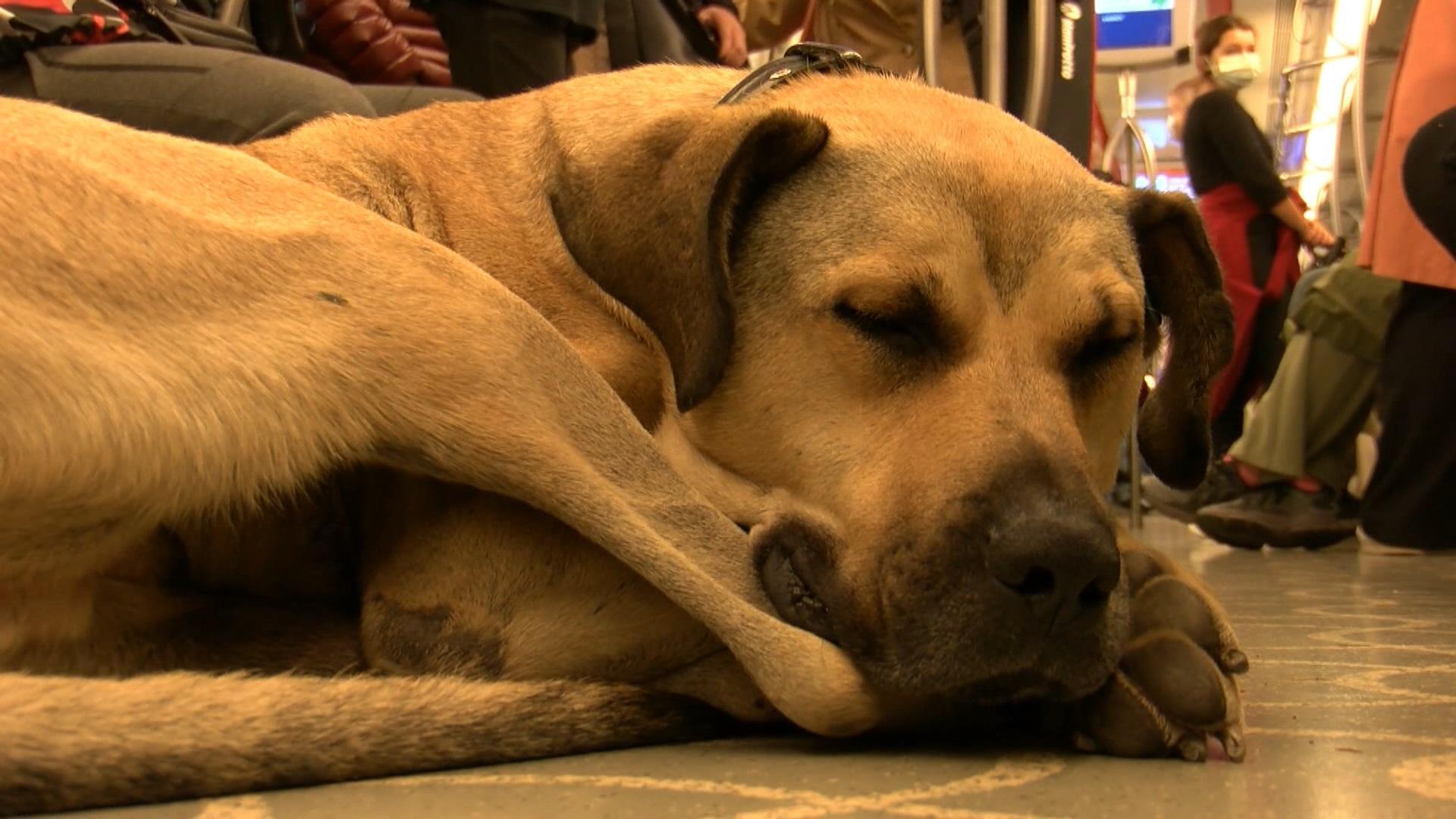 The dog Boji tracked with a microchip; traveled 29 stops in one day in Istanbul