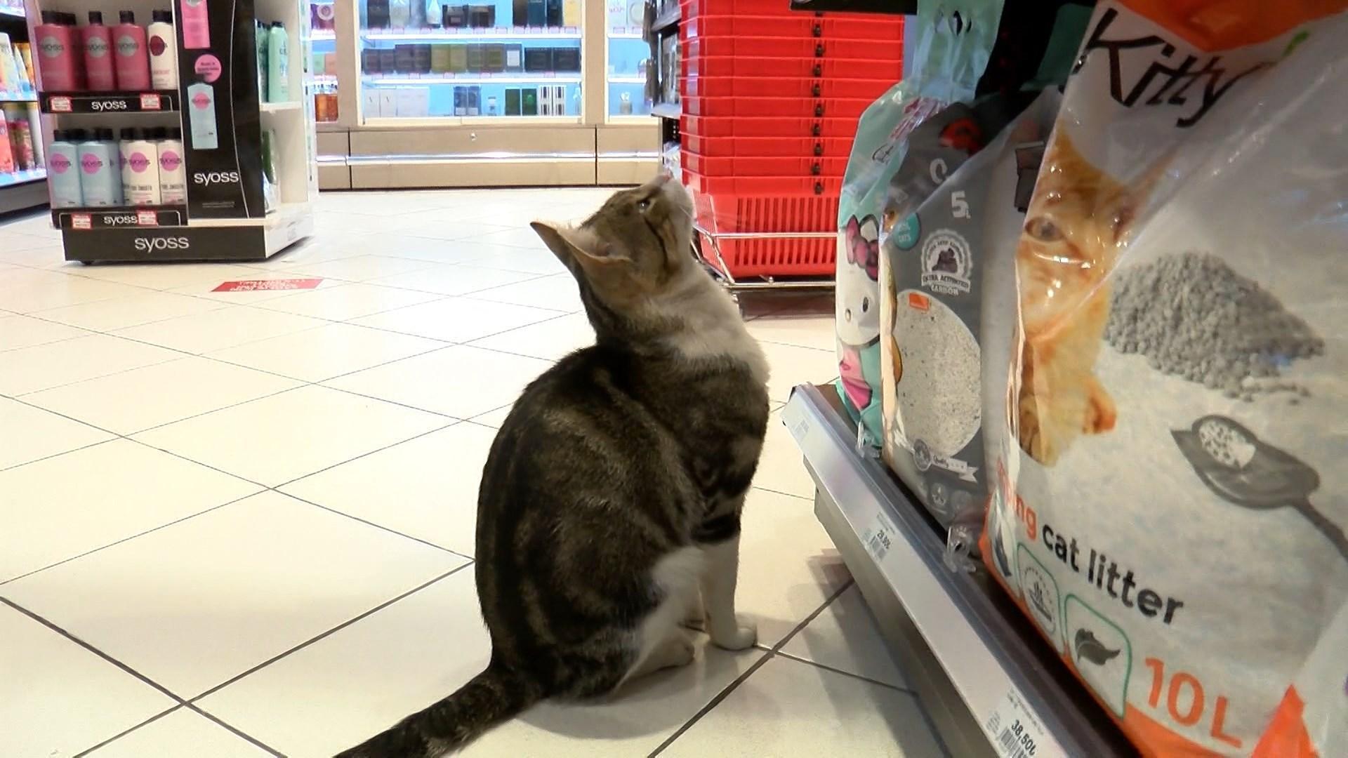 Zorla mama aldıran dilenci kedi