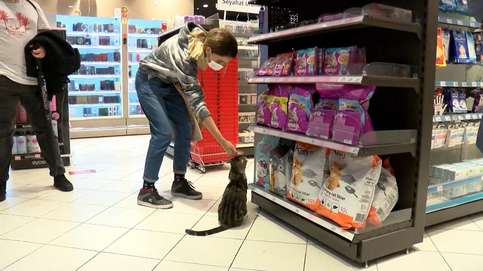The beggar cat is forcing shoppers to buy cat food