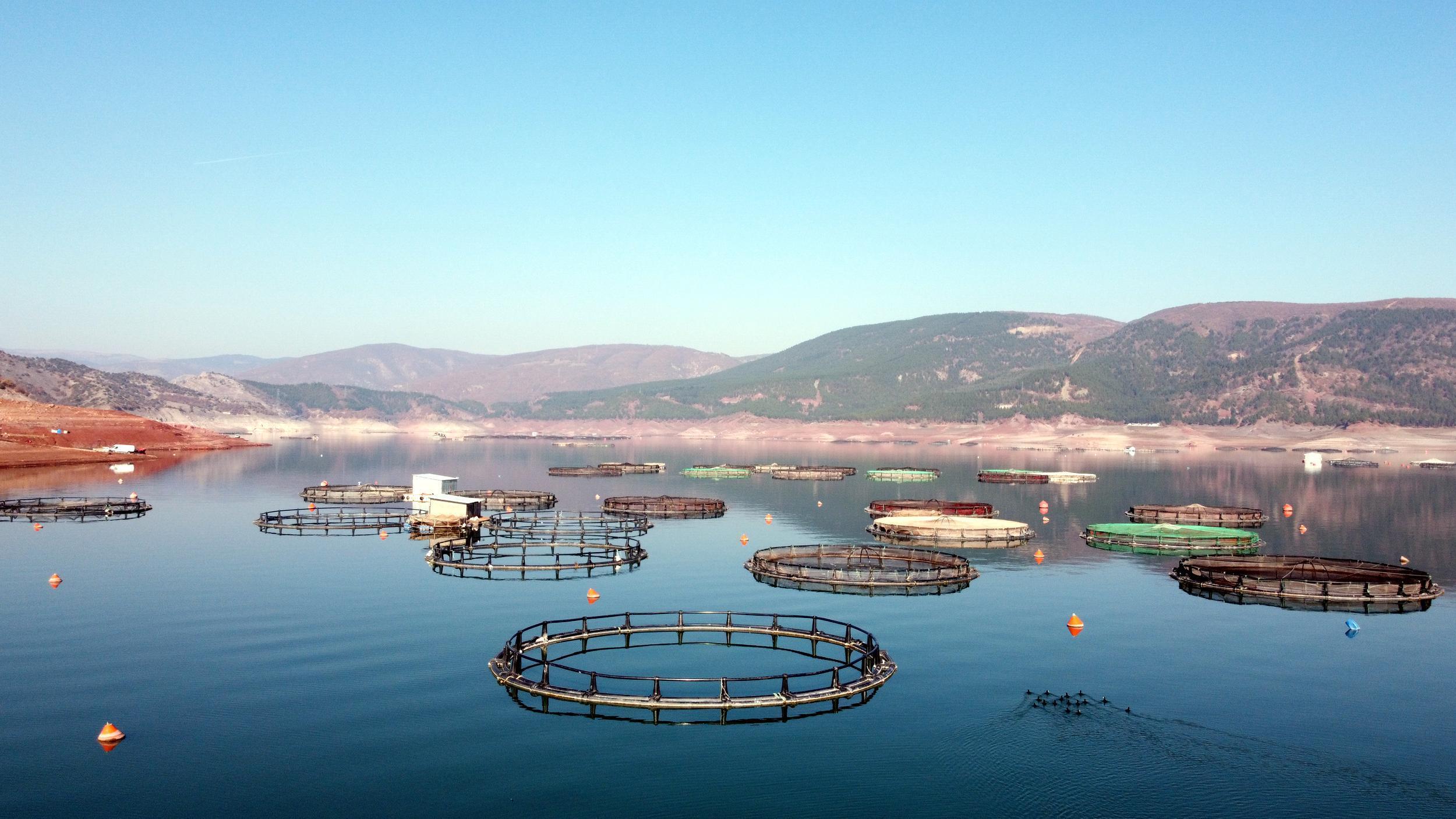 Almusta yılda 6 bin 660 ton alabalık ve somon üretimi