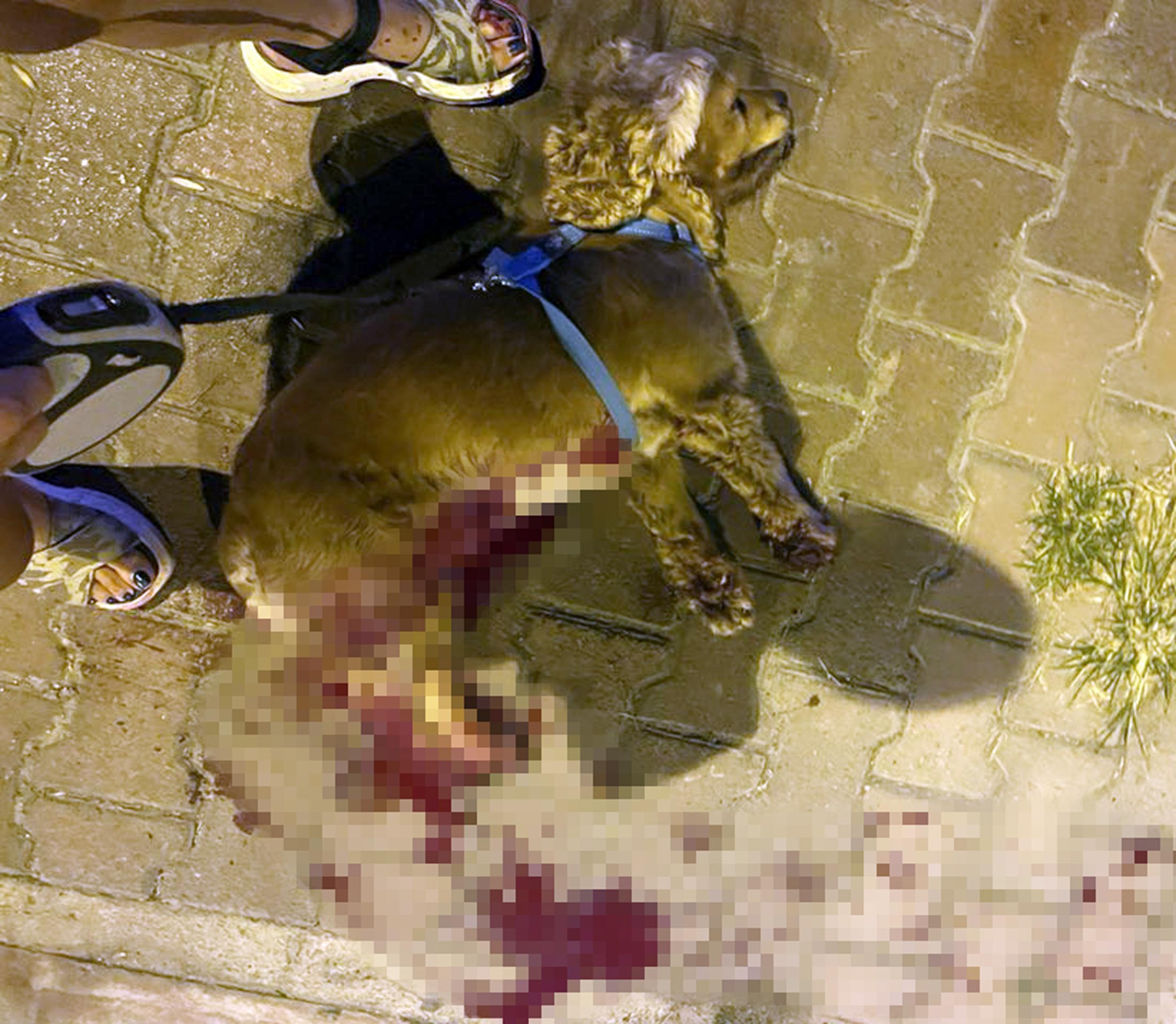 Tasmasız dolaştırılan pitbull, saldırdığı köpeği öldürdü