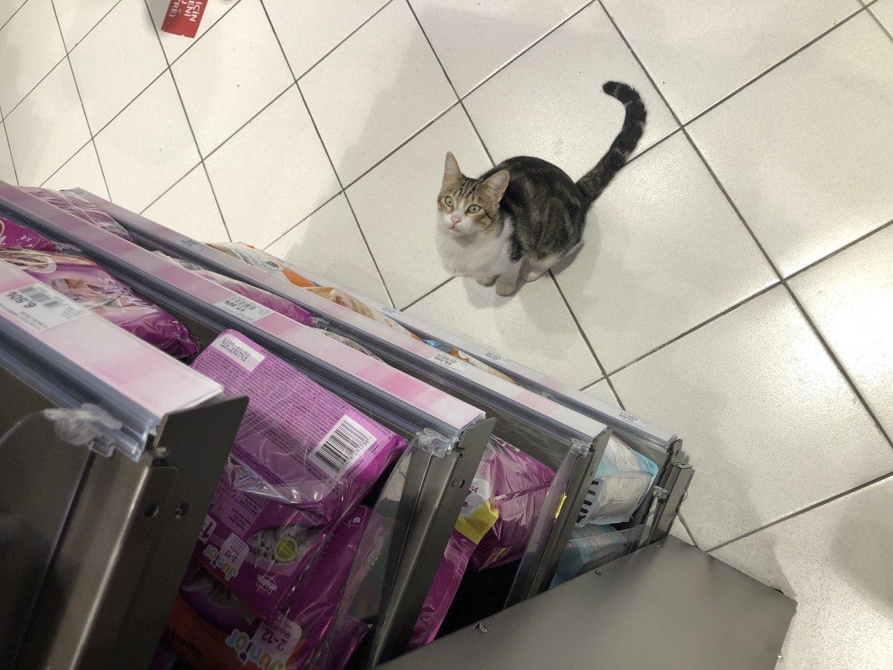 Shoppers cat outlet food