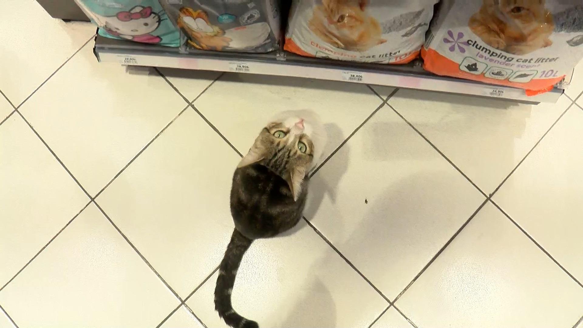 The beggar cat is forcing shoppers to buy cat food